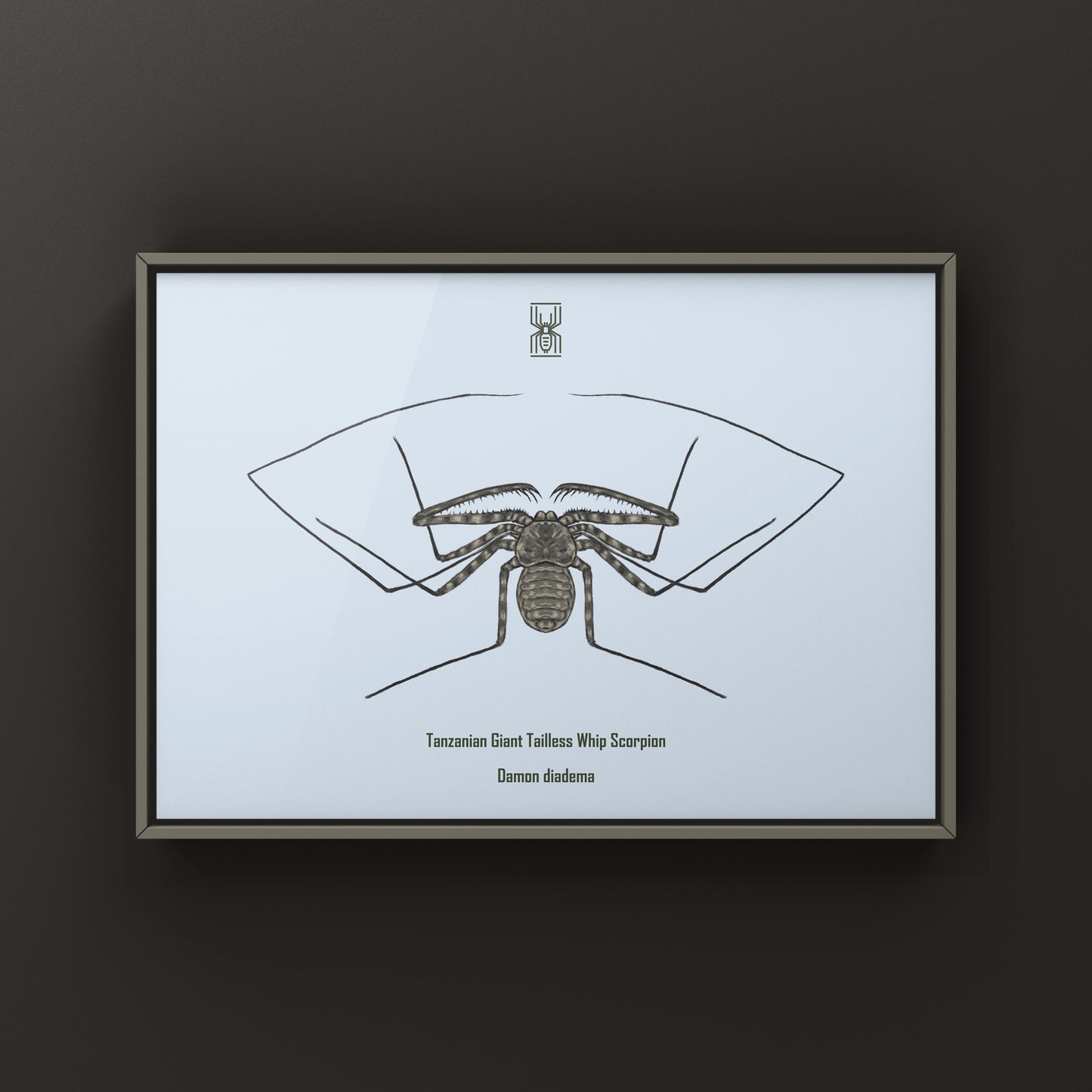 Tanzanian Giant Tailless Whip Scorpion Damon diadema art print showcasing detailed illustration of this arachnid species.