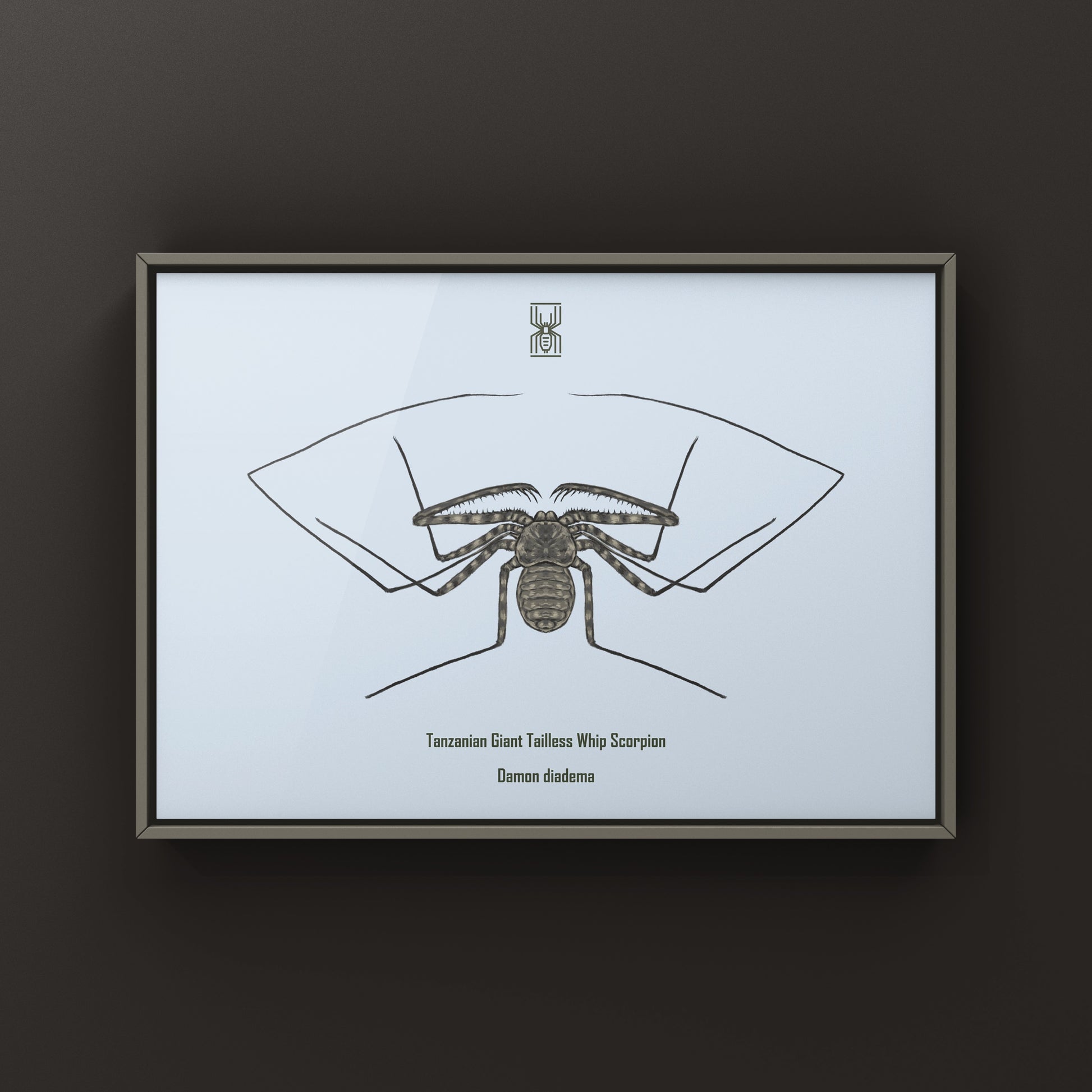 Tanzanian Giant Tailless Whip Scorpion Damon diadema art print showcasing detailed illustration of this arachnid species.