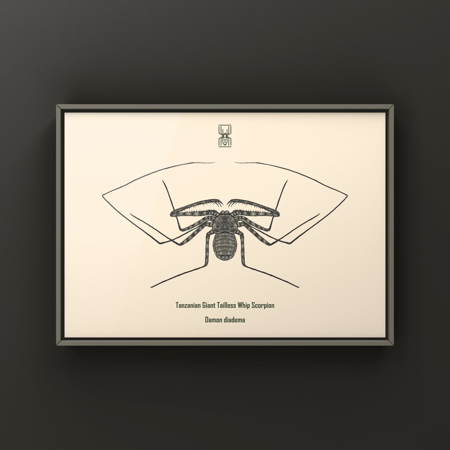 Tanzanian Giant Tailless Whip Scorpion art print featuring detailed illustration of Damon diadema species.