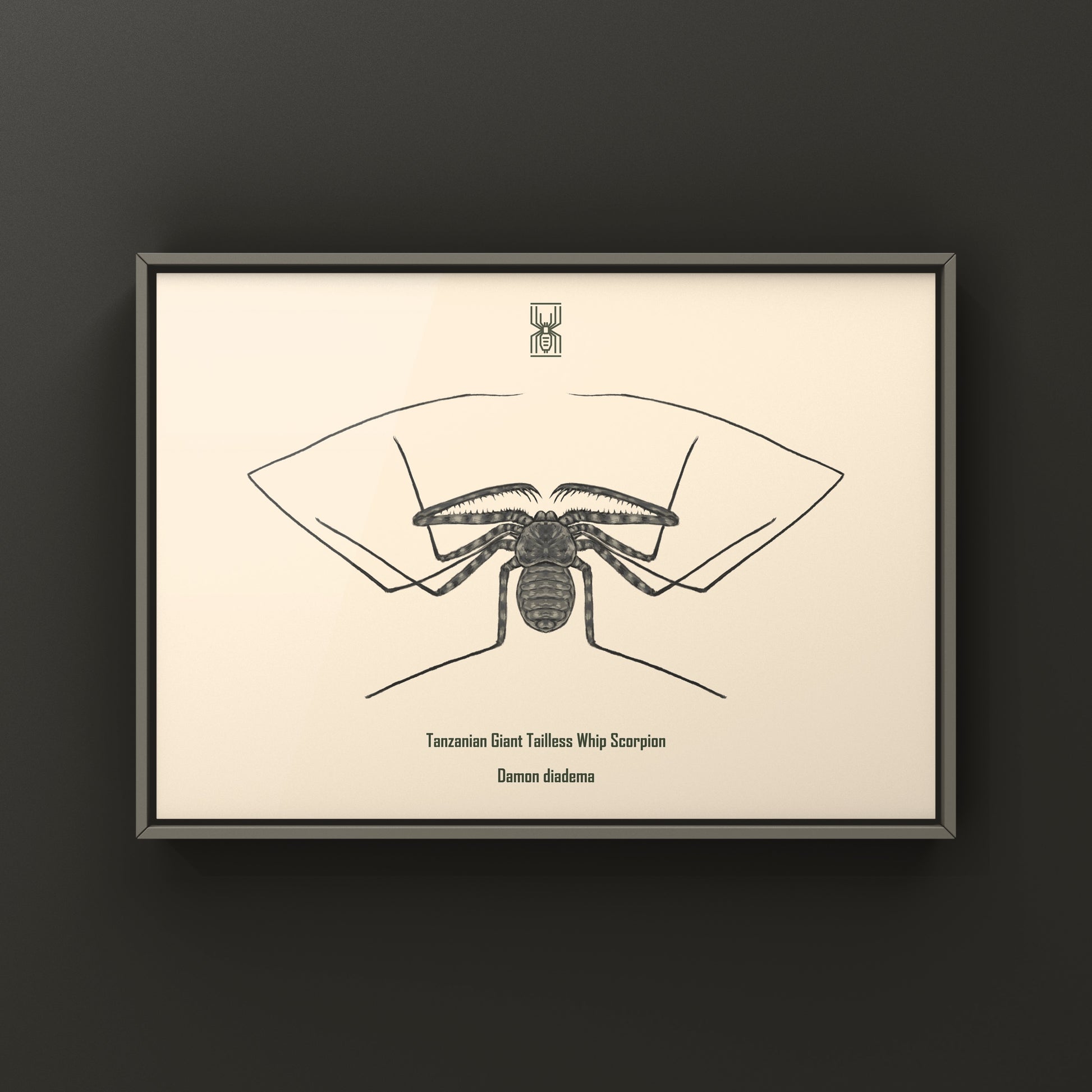 Tanzanian Giant Tailless Whip Scorpion art print featuring detailed illustration of Damon diadema species.