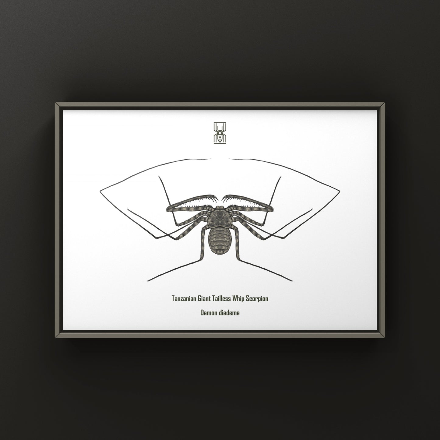 Tanzanian Giant Tailless Whip Scorpion Damon diadema art print showing detailed illustration of this arachnid species.