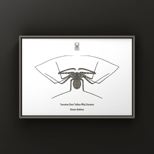 Tanzanian Giant Tailless Whip Scorpion (Damon diadema) Art Print from The Silk Ranch