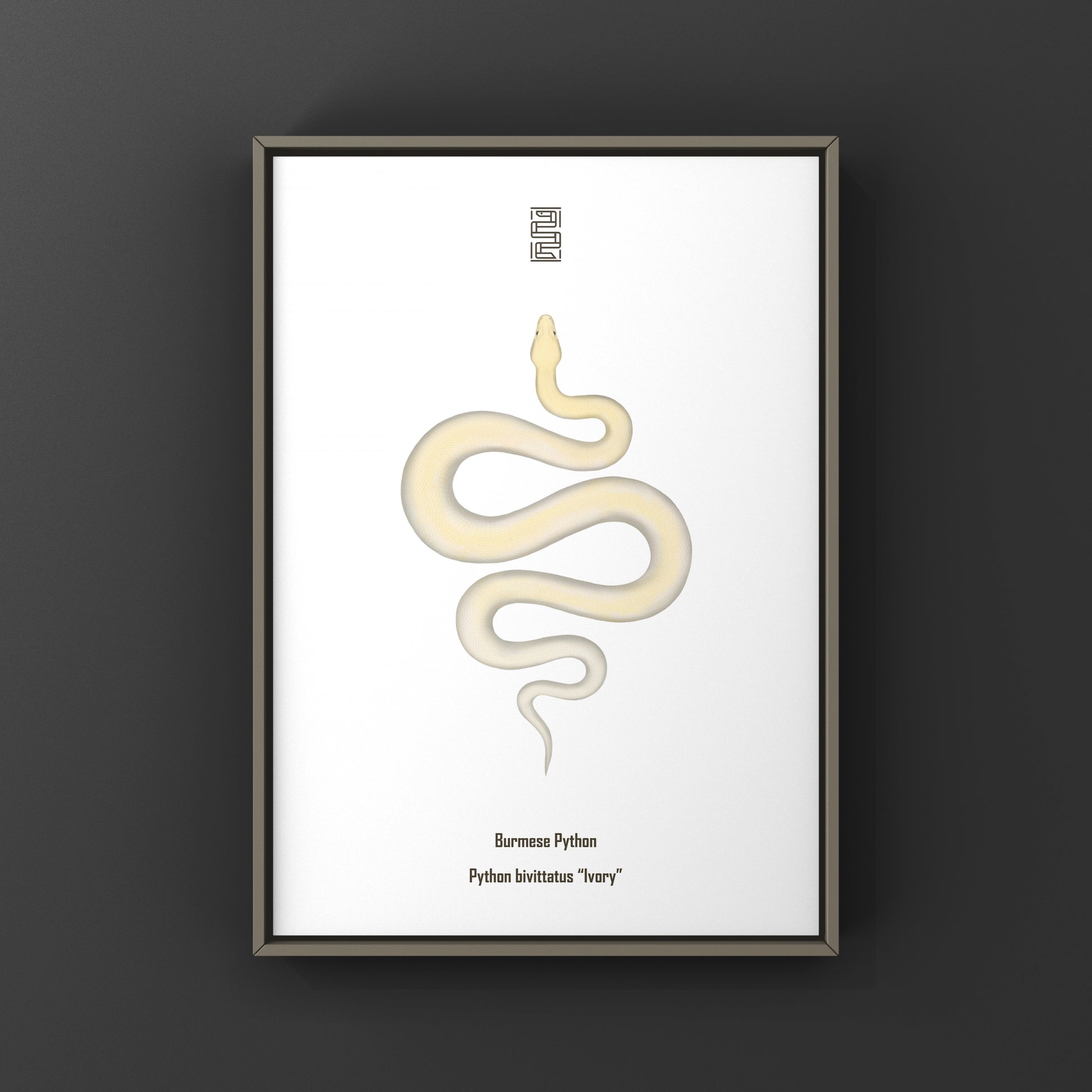 Ivory Burmese Python Art Print from The Silk Ranch