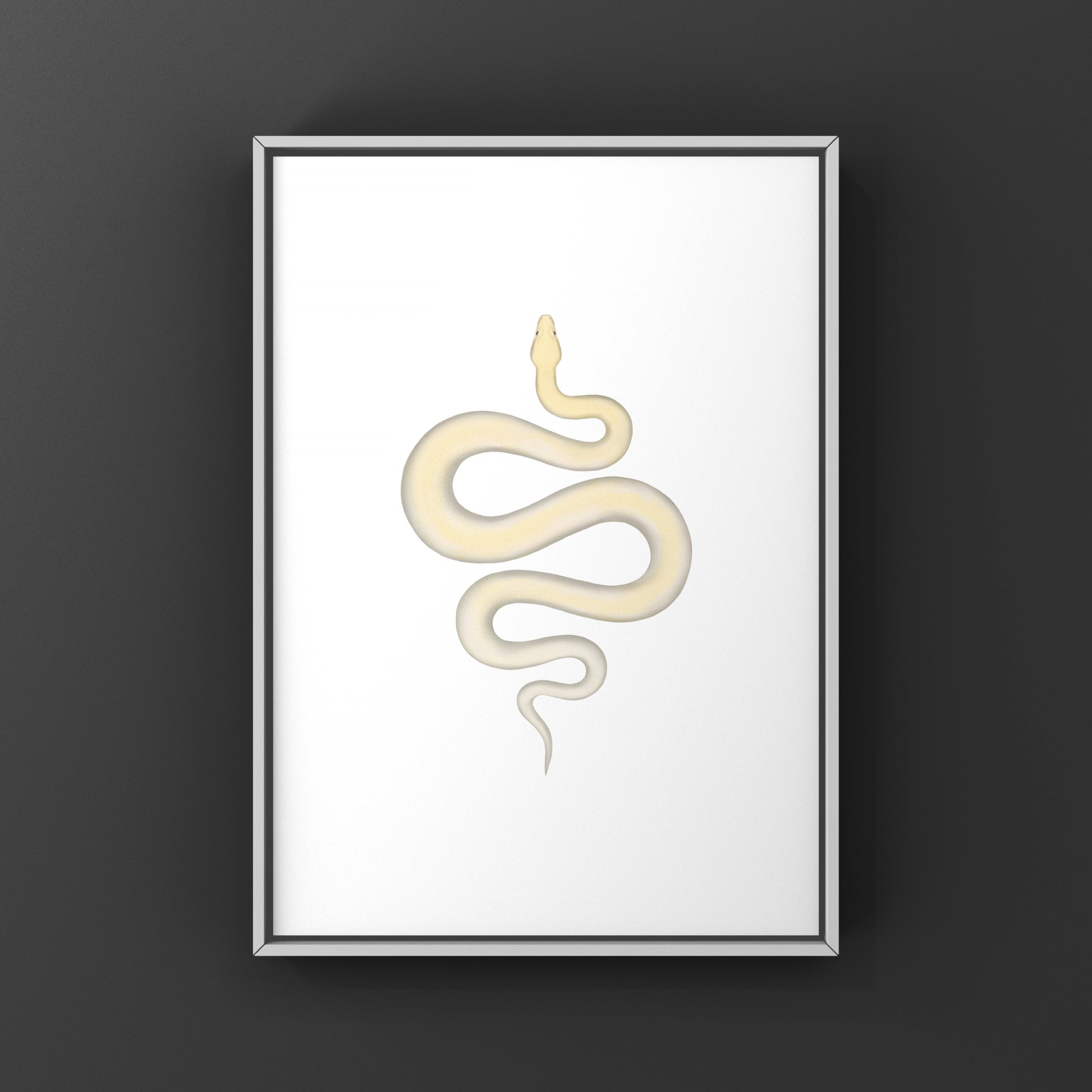 Ivory Burmese Python Art Print from The Silk Ranch