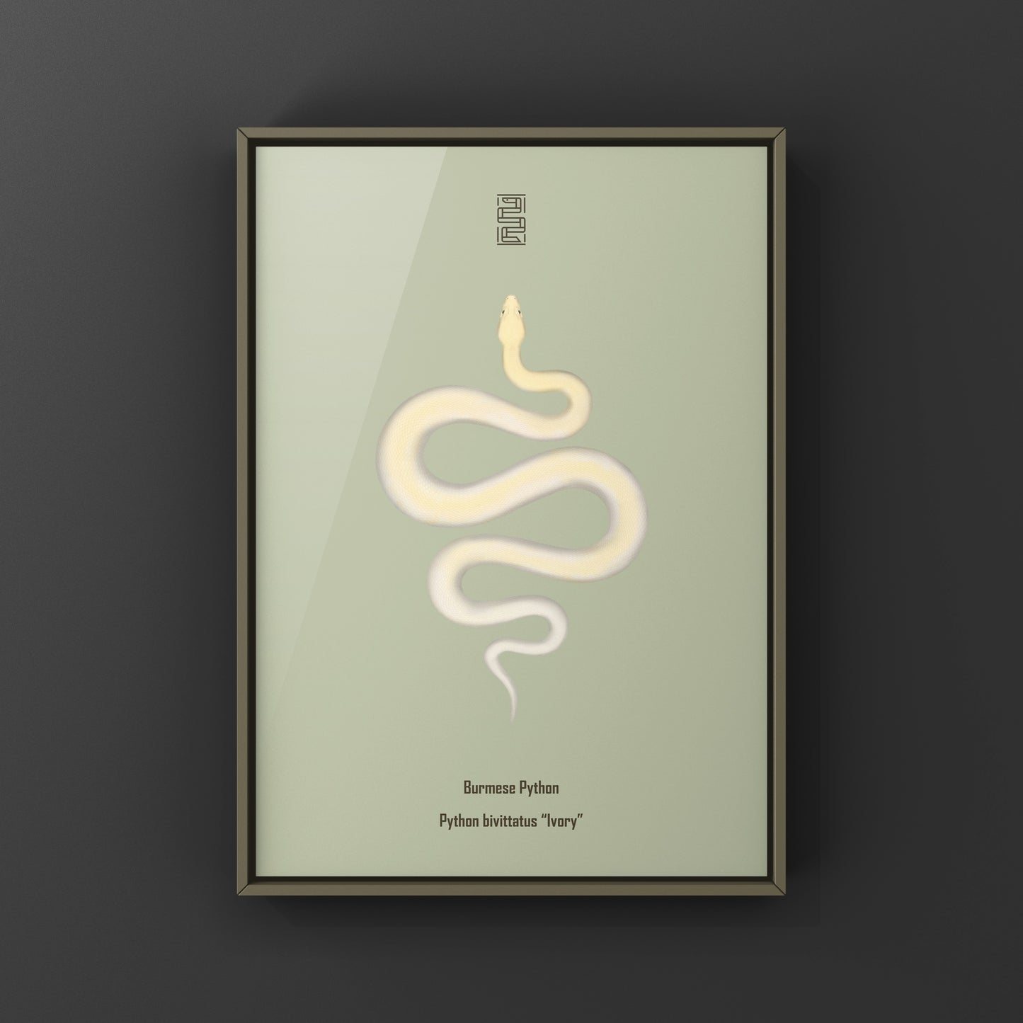 Ivory Burmese Python Art Print from The Silk Ranch