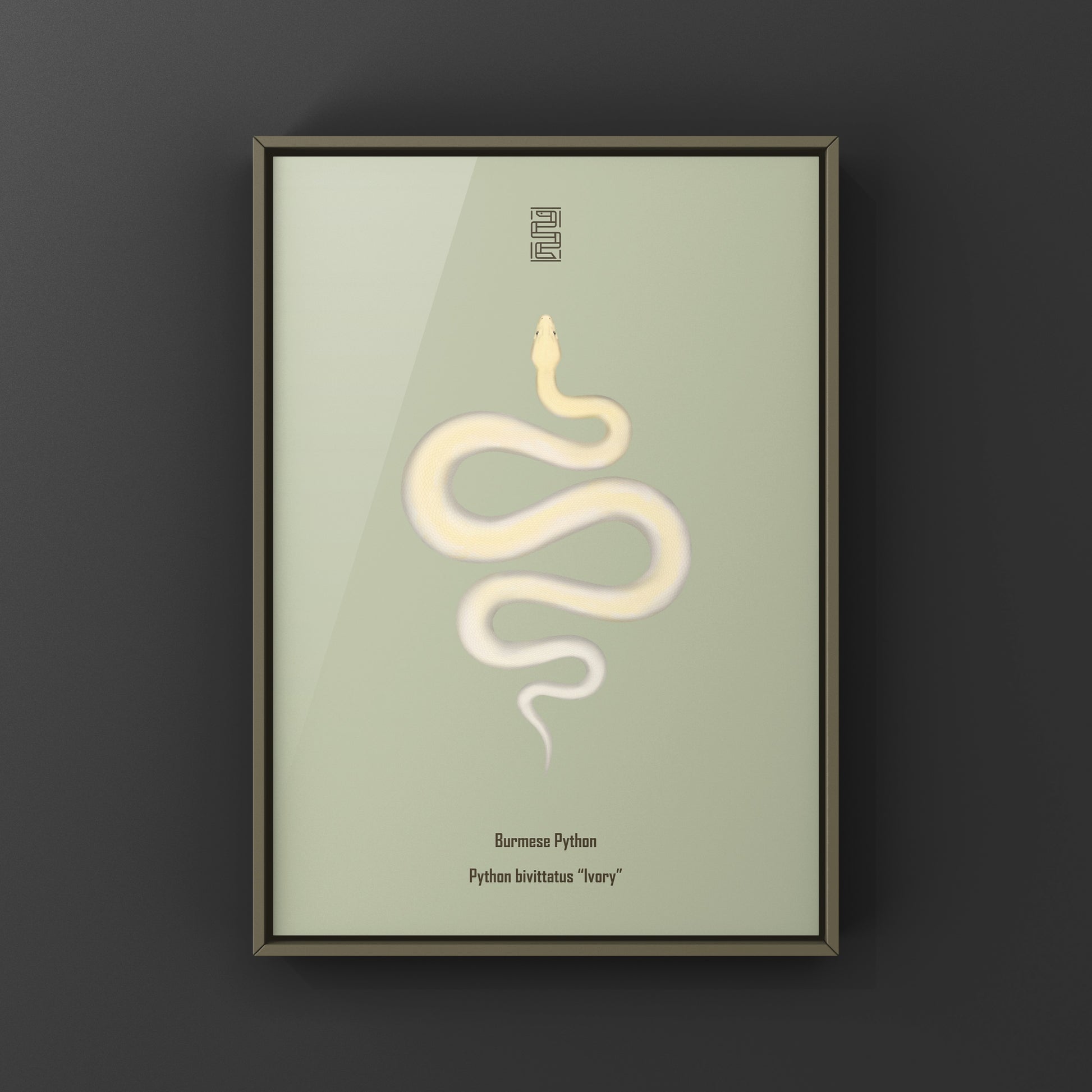 Ivory Burmese Python Art Print from The Silk Ranch