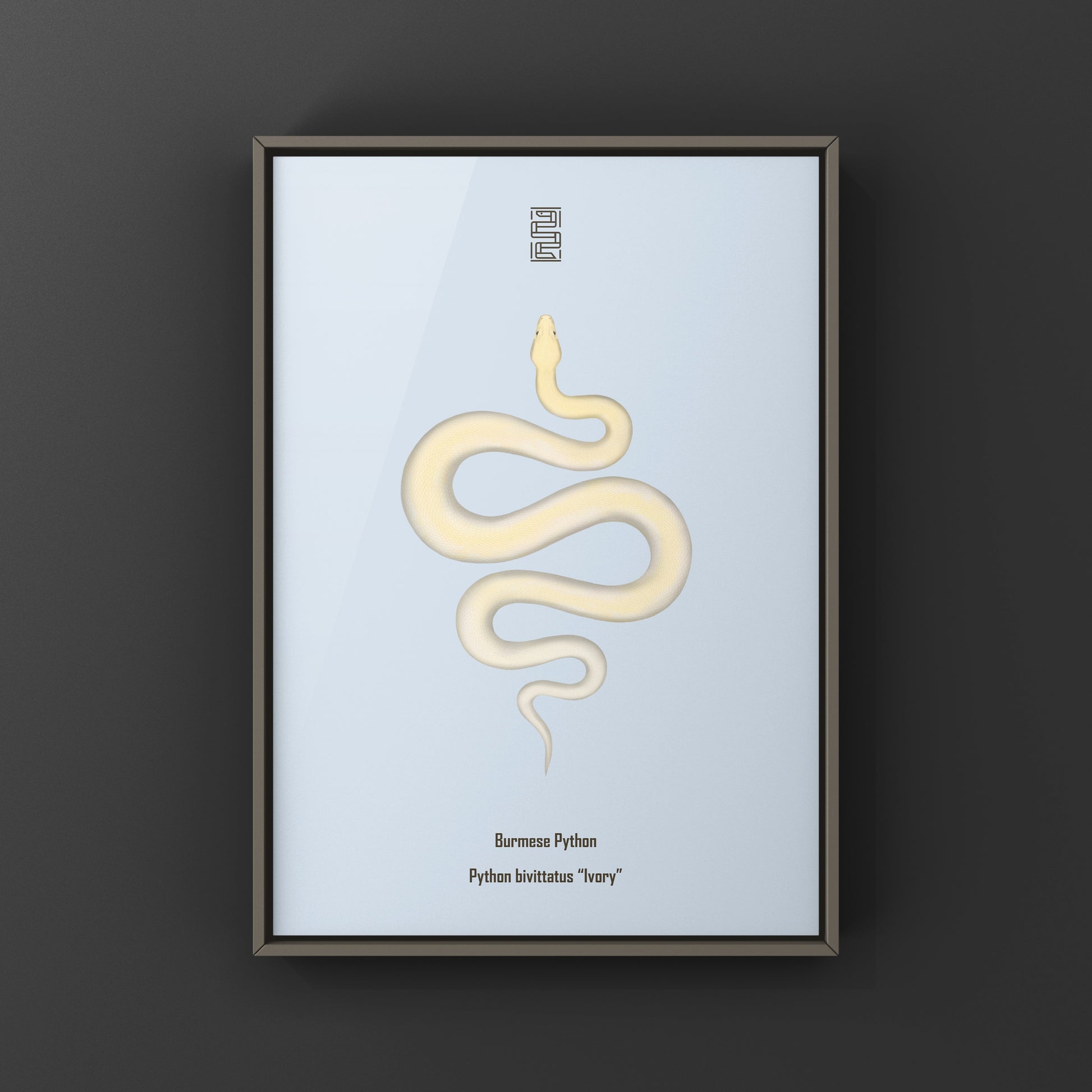 Ivory Burmese Python Art Print from The Silk Ranch