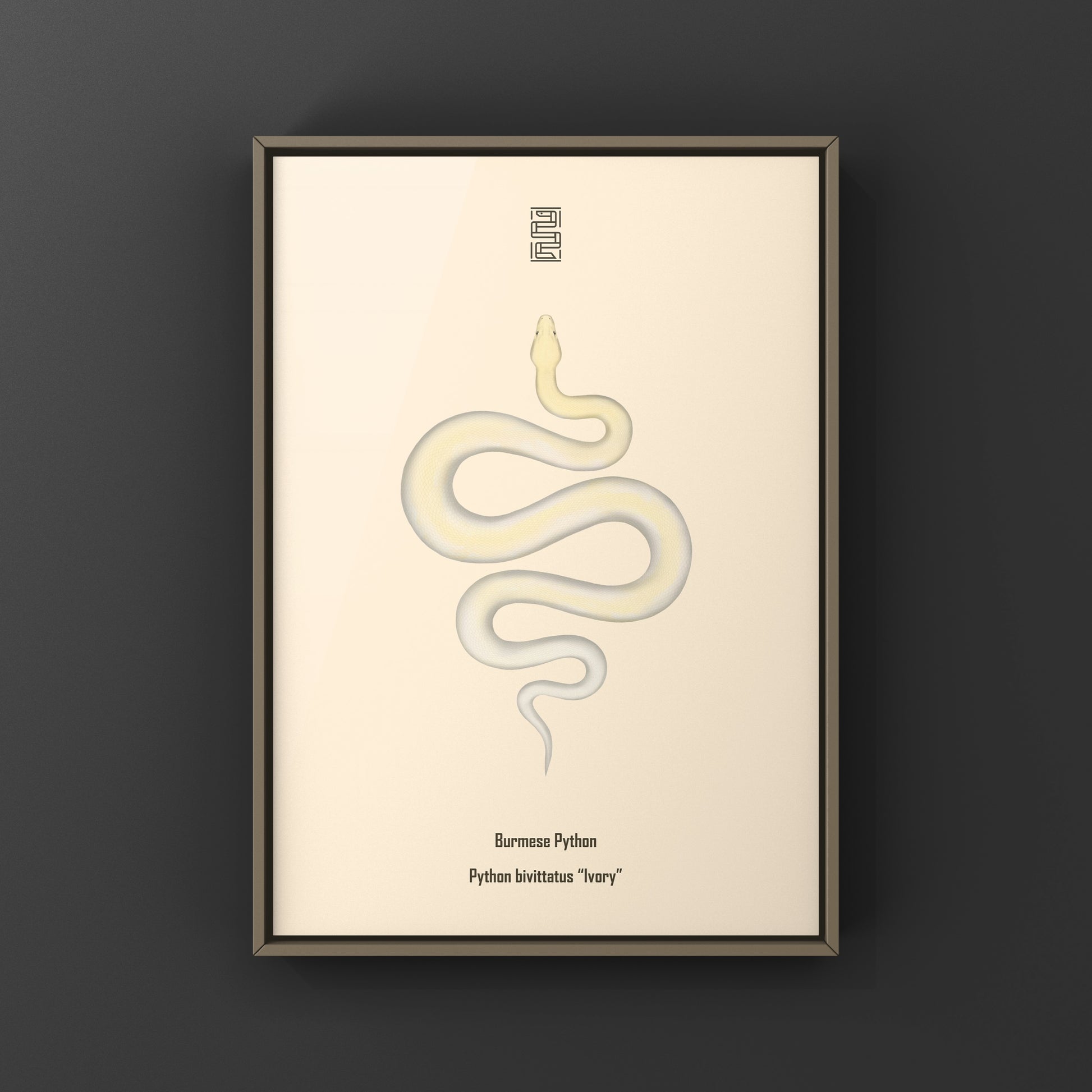 Ivory Burmese Python Art Print from The Silk Ranch
