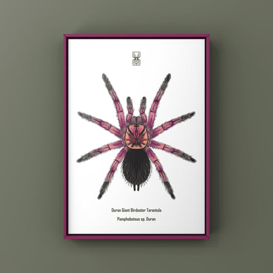 Duran Giant Birdeater Tarantula (Pamphobeteus sp. Duran) Art Print from The Silk Ranch