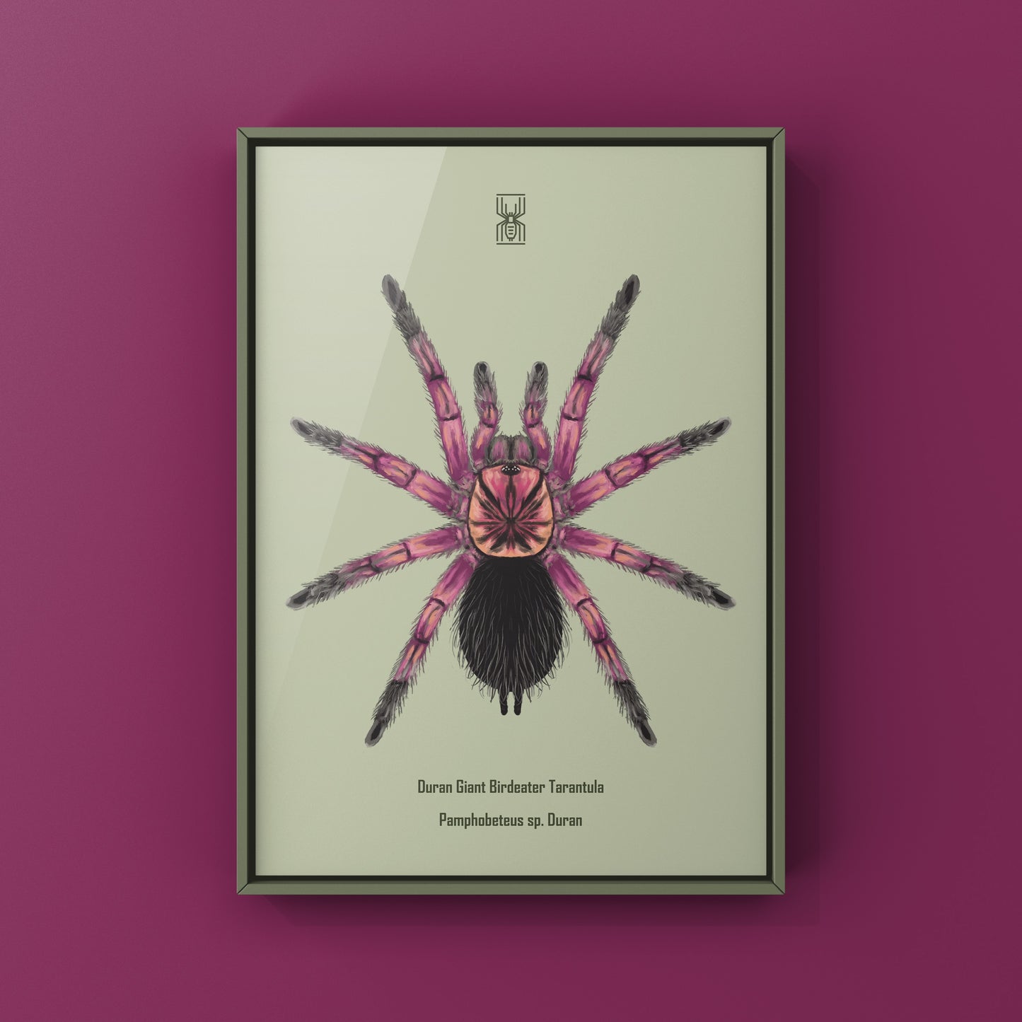 Art print of a Duran Giant Birdeater Tarantula (Pamphobeteus sp. Duran) by The Silk Ranch, showcasing detailed spider artwork.
