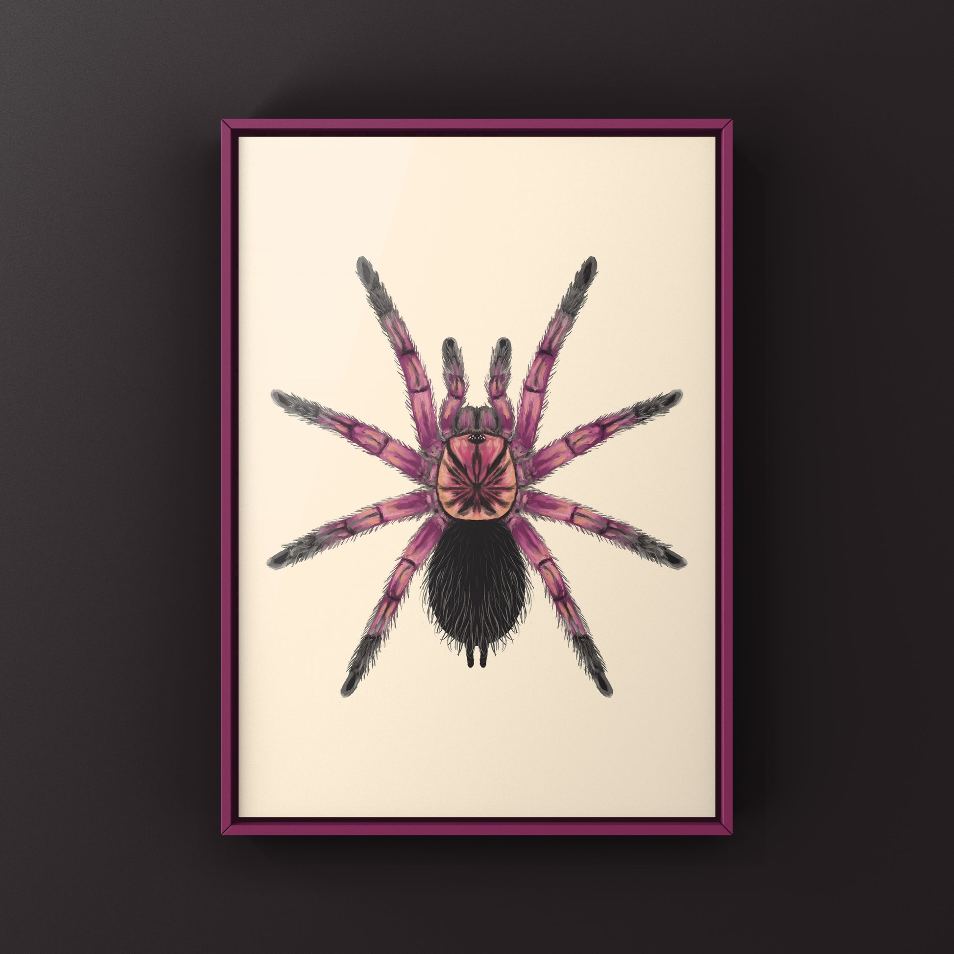 Art print of a Duran Giant Birdeater Tarantula (Pamphobeteus sp. Duran) with detailed illustration of the large spider.