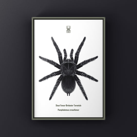 Stout Femur Birdeater Tarantula (Pamphobeteus crassifemur) Art Print from The Silk Ranch