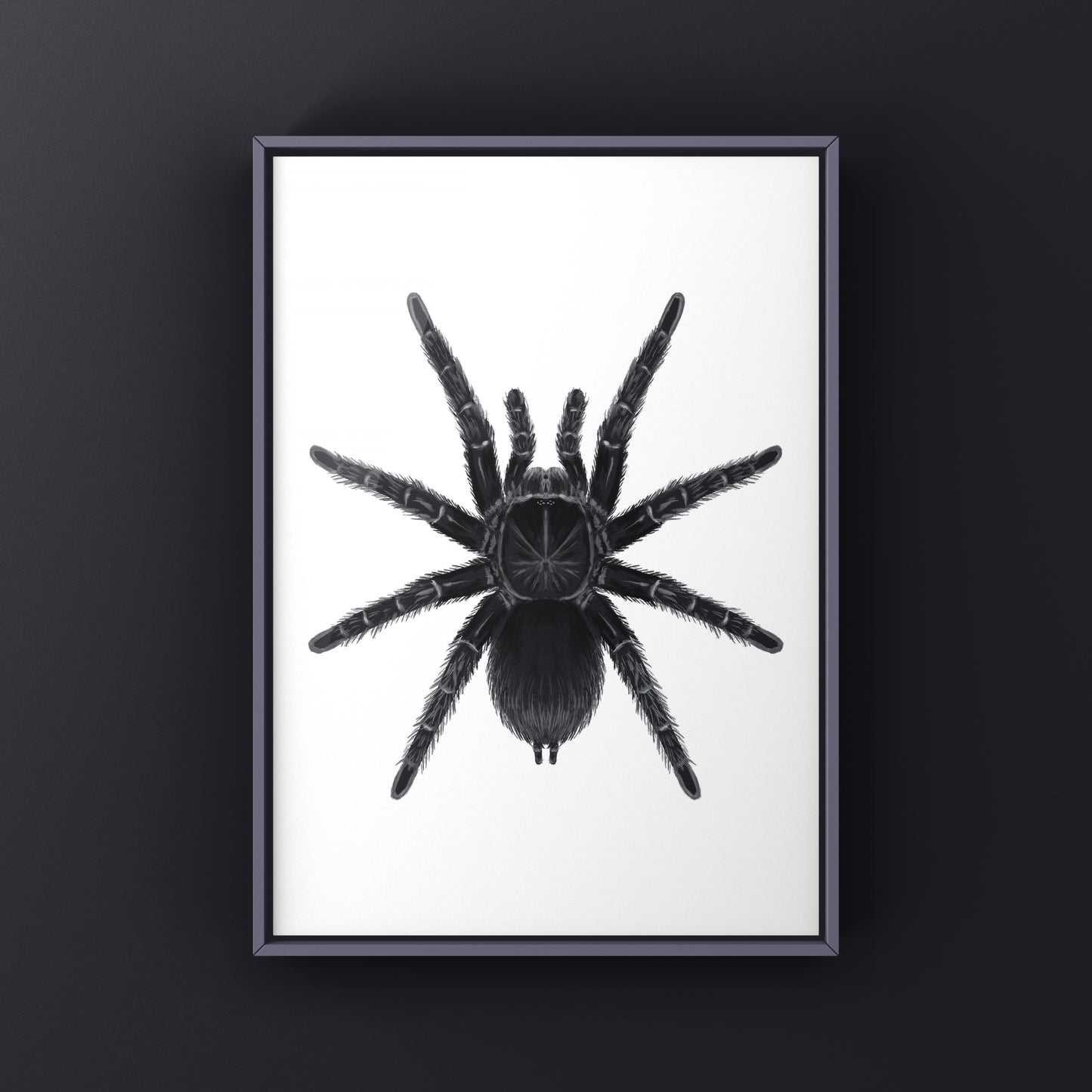 Art print of a Stout Femur Birdeater Tarantula (Pamphobeteus crassifemur), showcasing detailed spider illustration on textured paper.