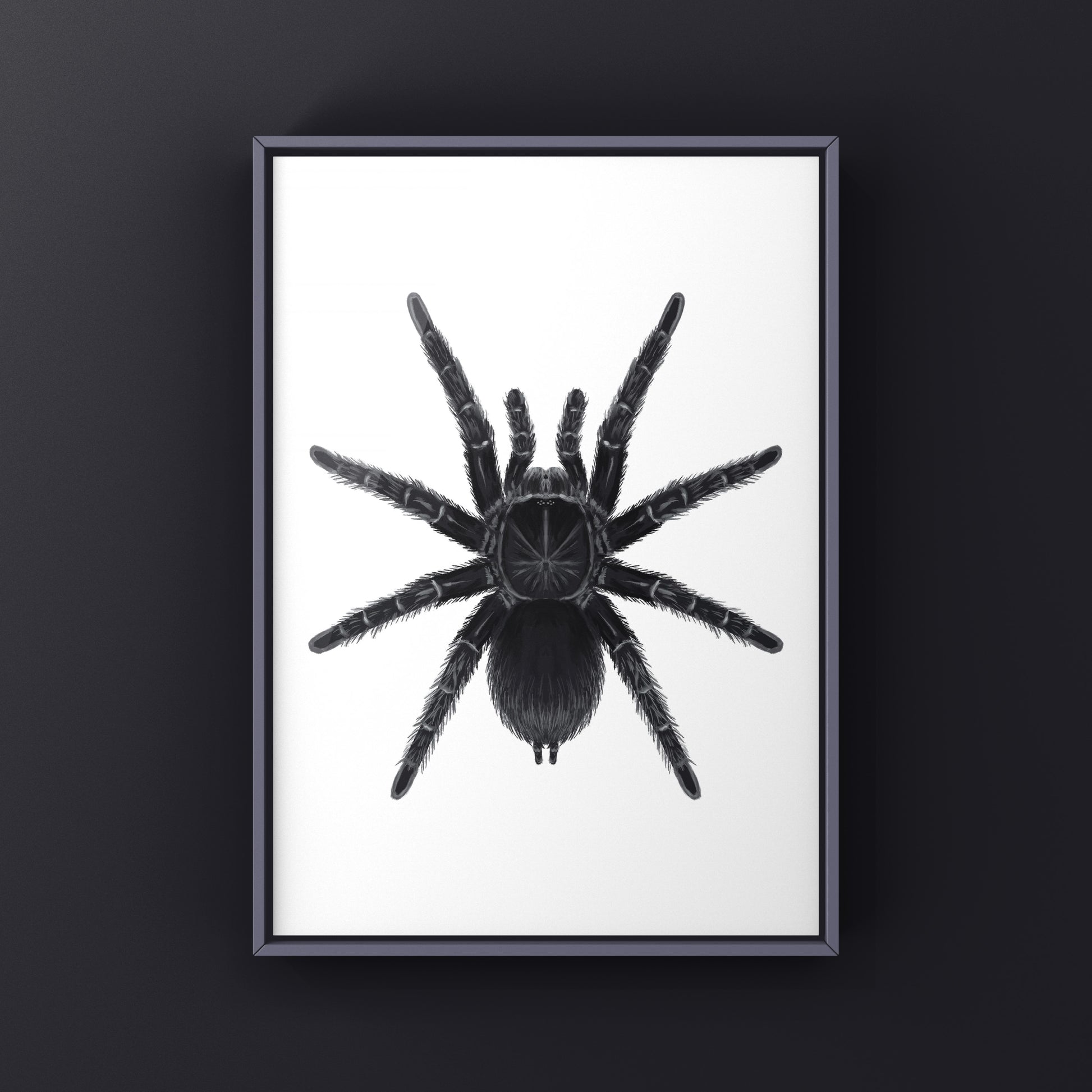 Art print of a Stout Femur Birdeater Tarantula (Pamphobeteus crassifemur), showcasing detailed spider illustration on textured paper.