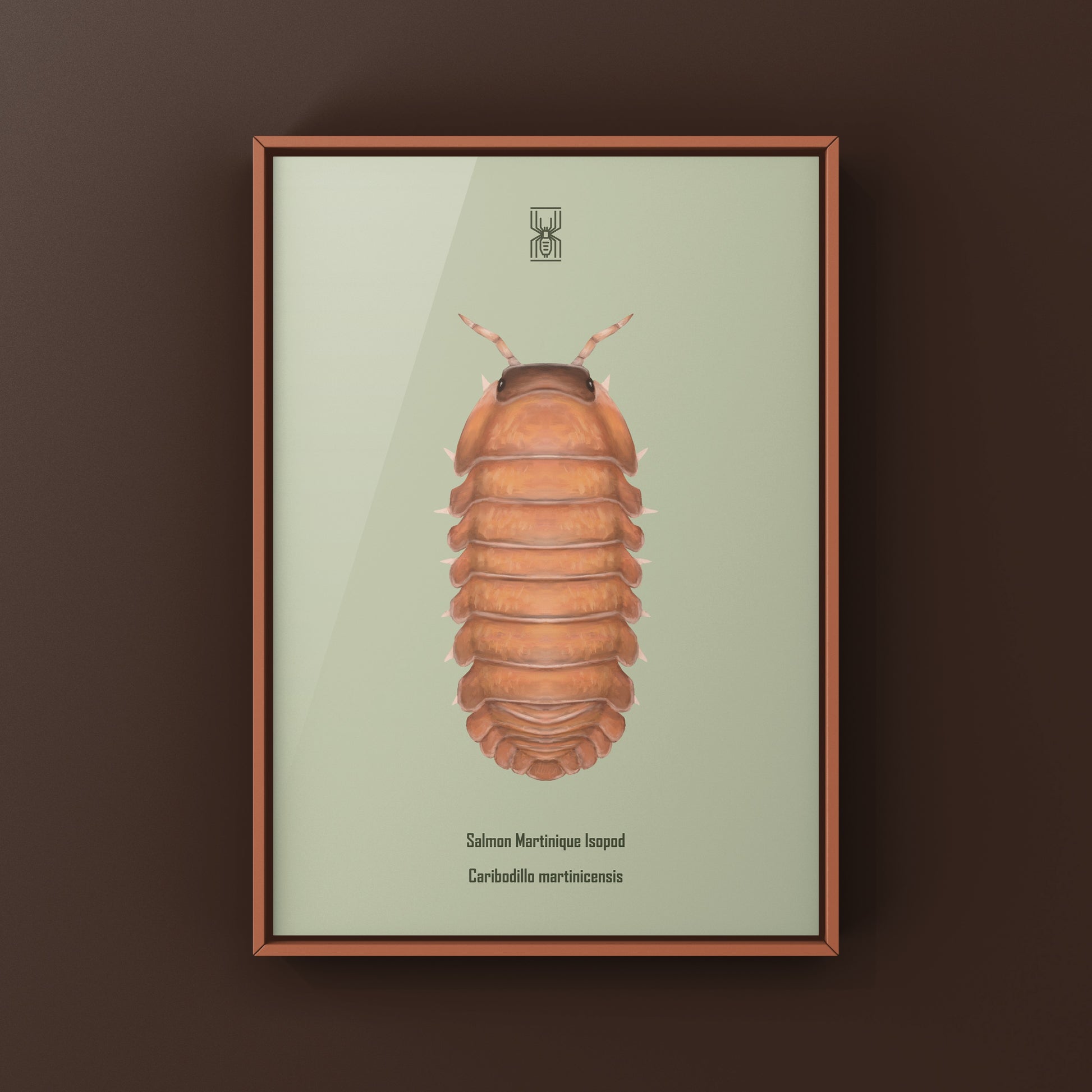 Salmon Martinique Isopod art print showing detailed illustration of Caribodillo martinicensis on textured paper.