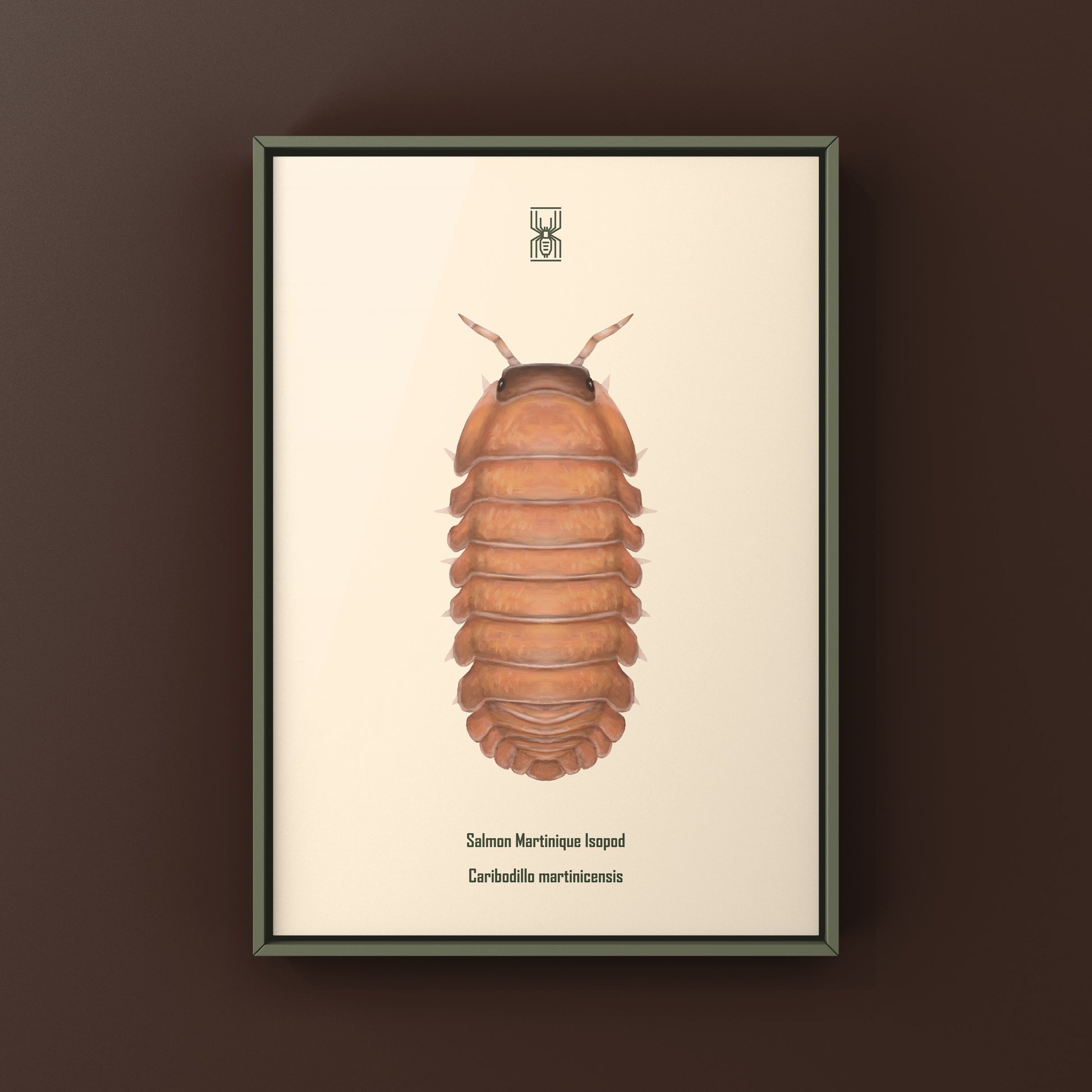 Salmon Martinique Isopod art print by The Silk Ranch showing detailed illustration of Caribodillo martinicensis on white background.
