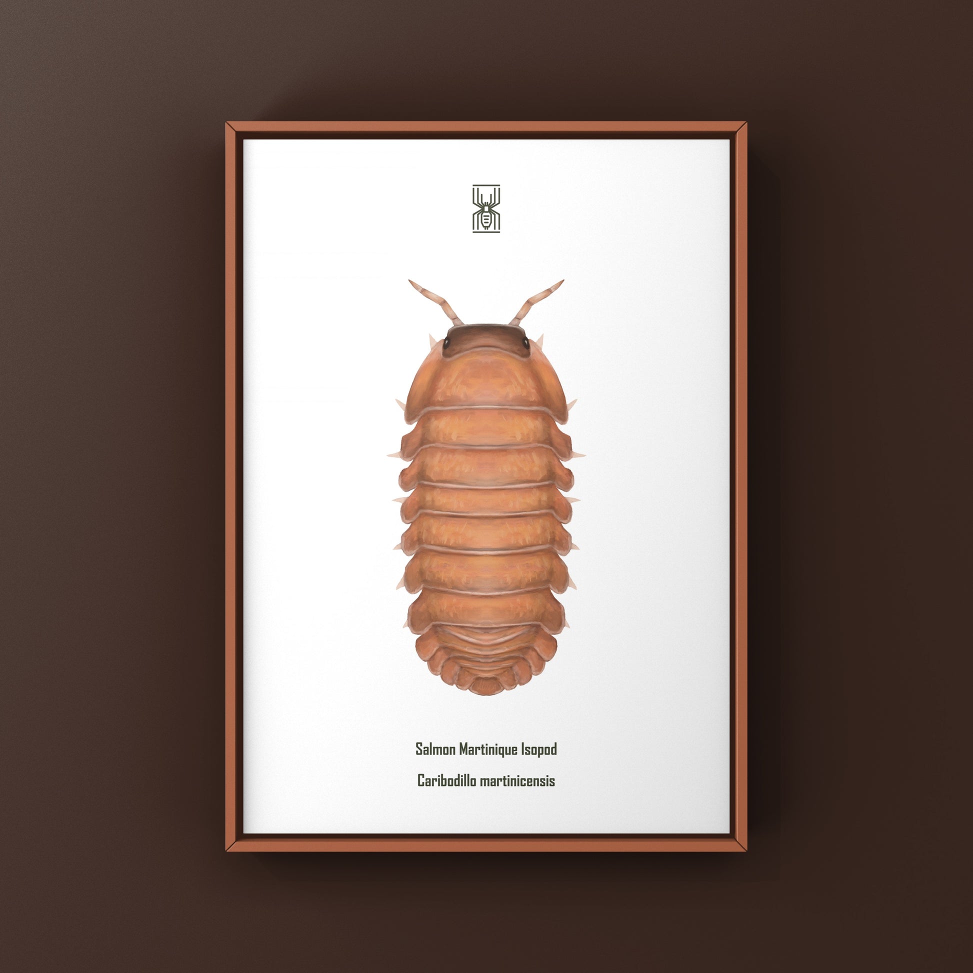 Salmon Martinique Isopod art print by The Silk Ranch showing detailed illustration of Caribodillo martinicensis on white background.