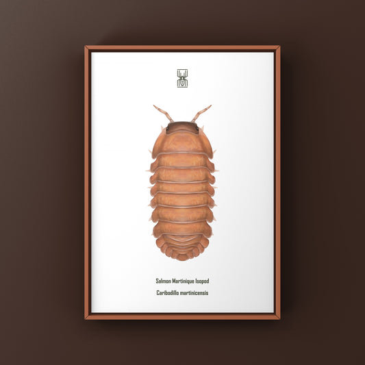 Salmon Martinique Isopod (Caribodillo martinicensis) Art Print from The Silk Ranch