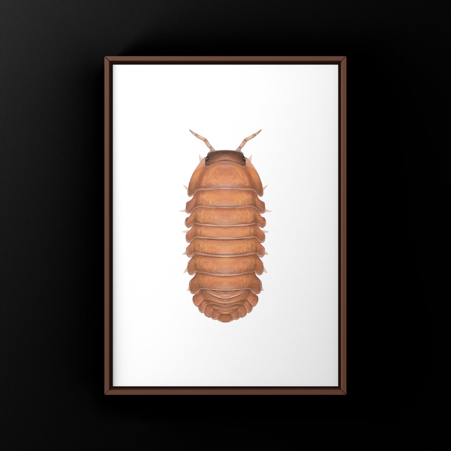 Salmon Martinique Isopod Caribodillo martinicensis art print featuring detailed illustration of this unique marine crustacean