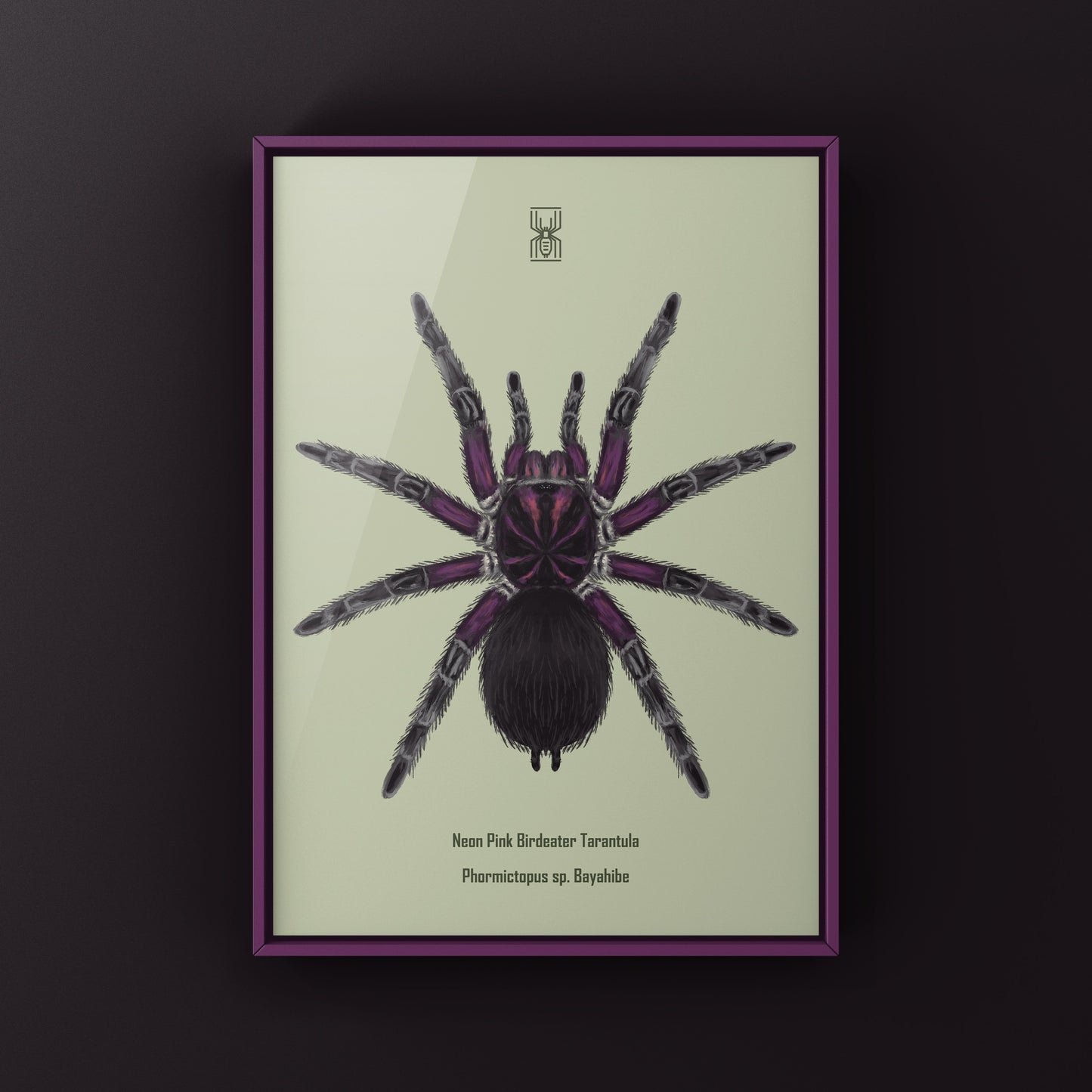 Neon pink Birdeater Tarantula Phormictopus sp. Bayahibe art print from The Silk Ranch, featuring vibrant pink spider illustration.