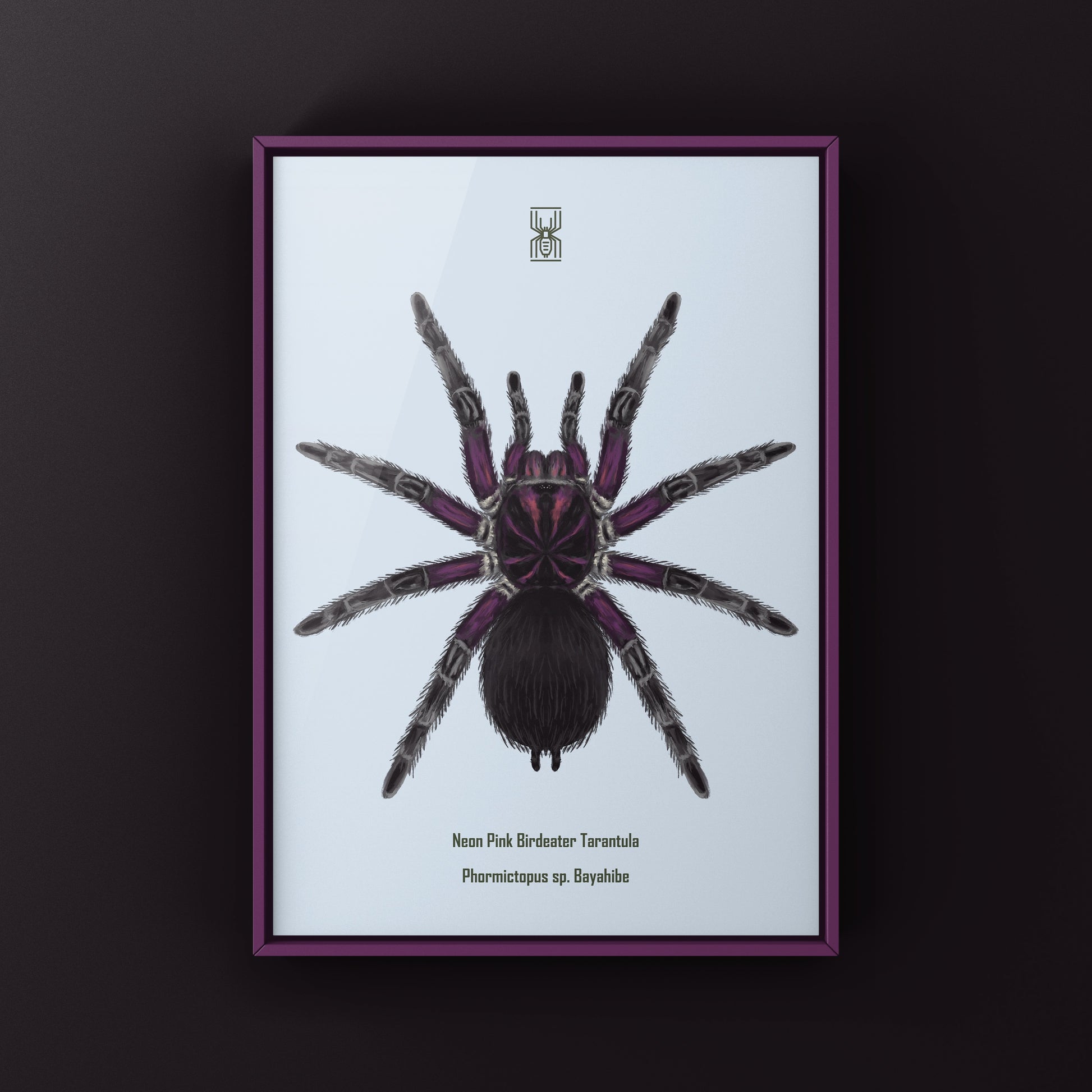 Neon pink Birdeater tarantula art print featuring Phormictopus sp. Bayahibe, showcasing vibrant colors and detailed arachnid illustration.