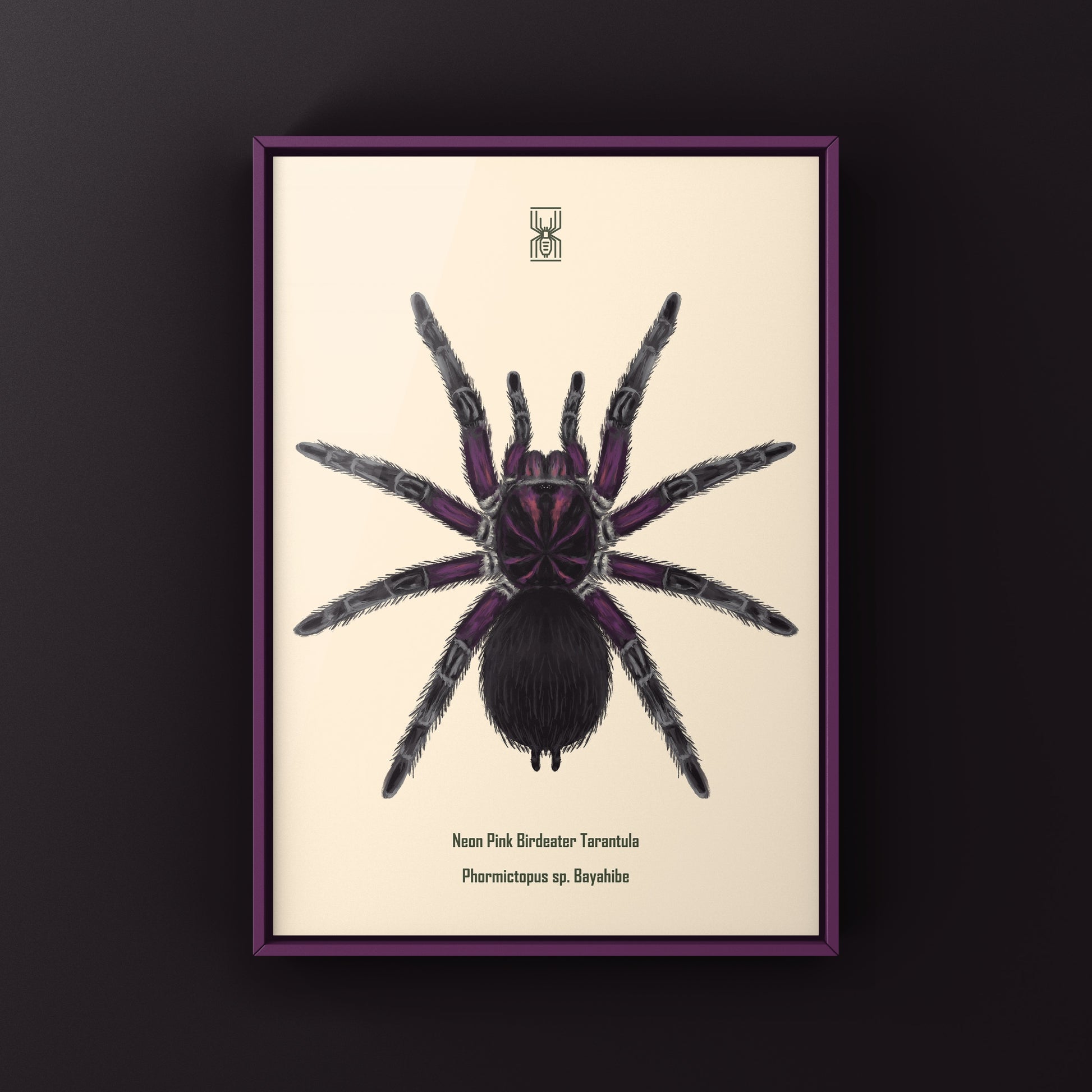 Neon pink birdeater tarantula art print featuring a Phormictopus sp. Bayahibe tarantula on white background, created by The Silk Ranch.