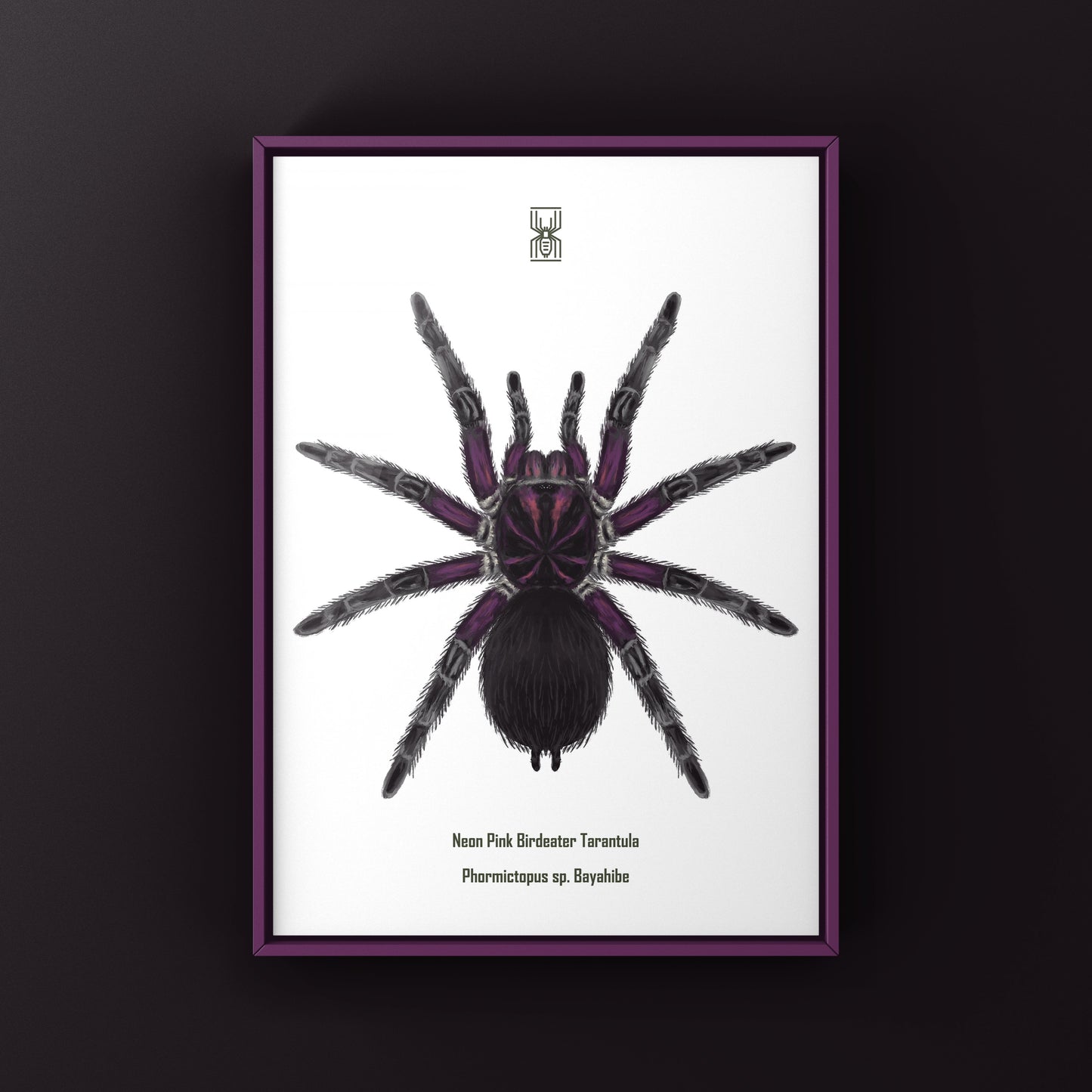 Neon pink Birdeater tarantula Phormictopus sp. Bayahibe art print featuring vibrant pink and detailed spider illustration.