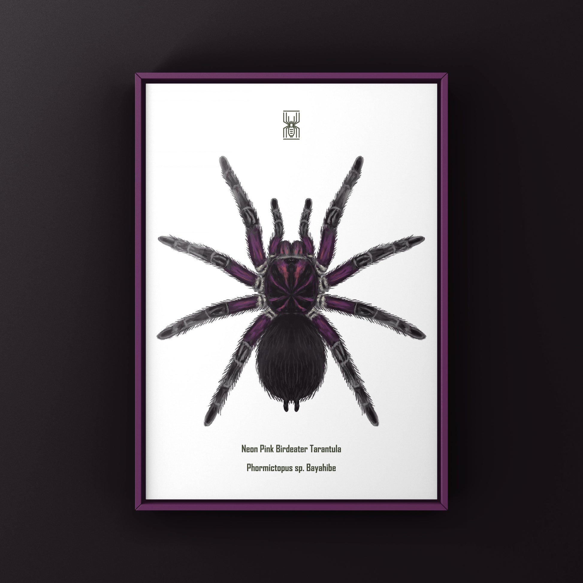 Neon pink Birdeater tarantula Phormictopus sp. Bayahibe art print featuring vibrant pink and detailed spider illustration.