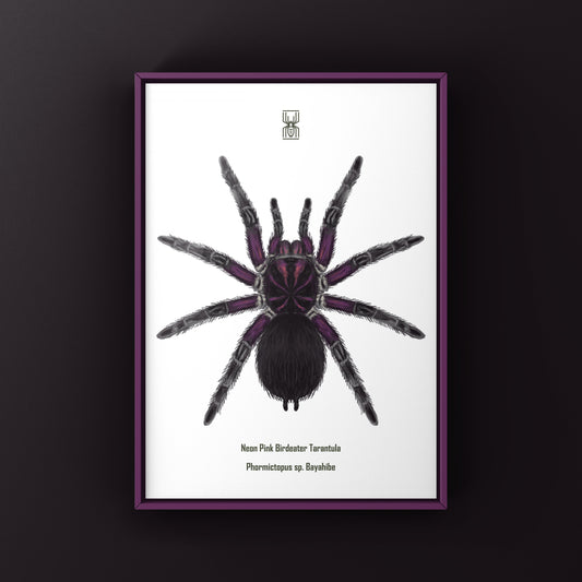 Neon Pink Birdeater Tarantula (Phormictopus sp. Bayahibe) Art Print from The Silk Ranch