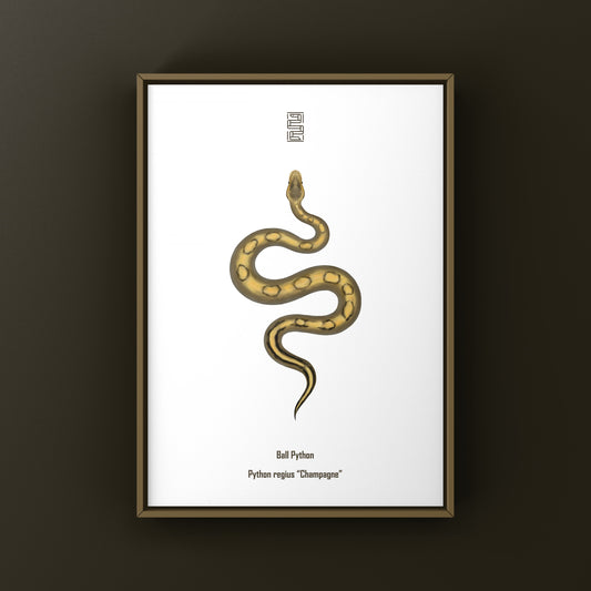 Champagne Ball Python (Python regius) Art Print from The Silk Ranch