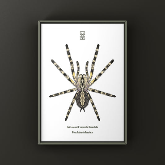 Sri Lankan Ornamental Tarantula (Poecilotheria fasciata) Art Print from The Silk Ranch
