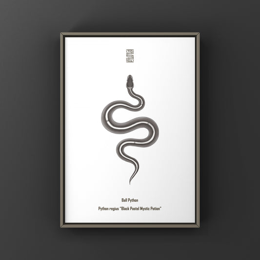 Black pastel Mystic Potion Ball Python art print depicting a vibrant snake illustration by The Silk Ranch.