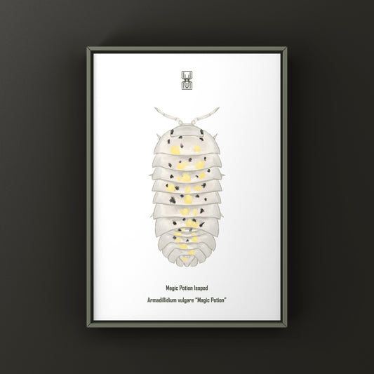 Magic Potion Isopod (Armadillidium vulgare "Magic Potion") Art Print from The Silk Ranch
