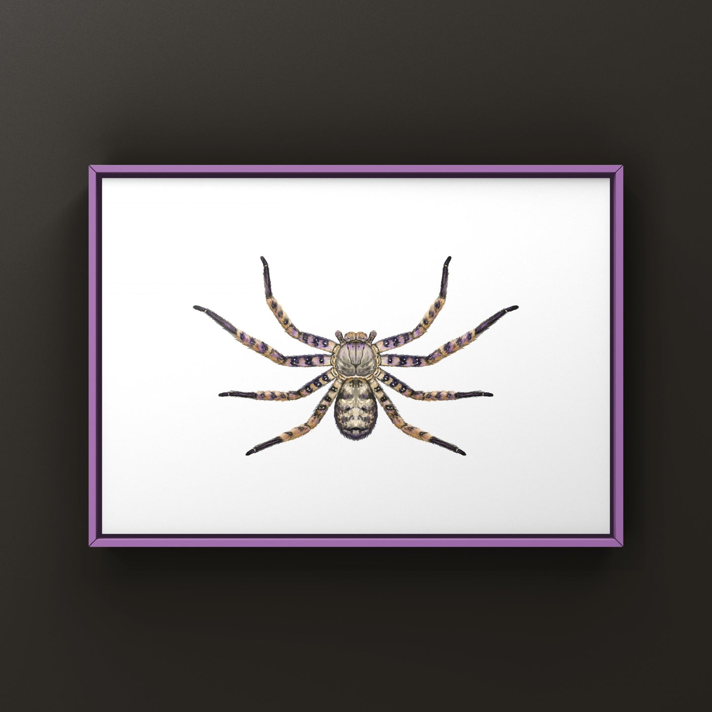 Malaysian Purple Huntsman Spider art print by The Silk Ranch, showcasing a detailed illustration of Heteropoda lunula on textured paper.
