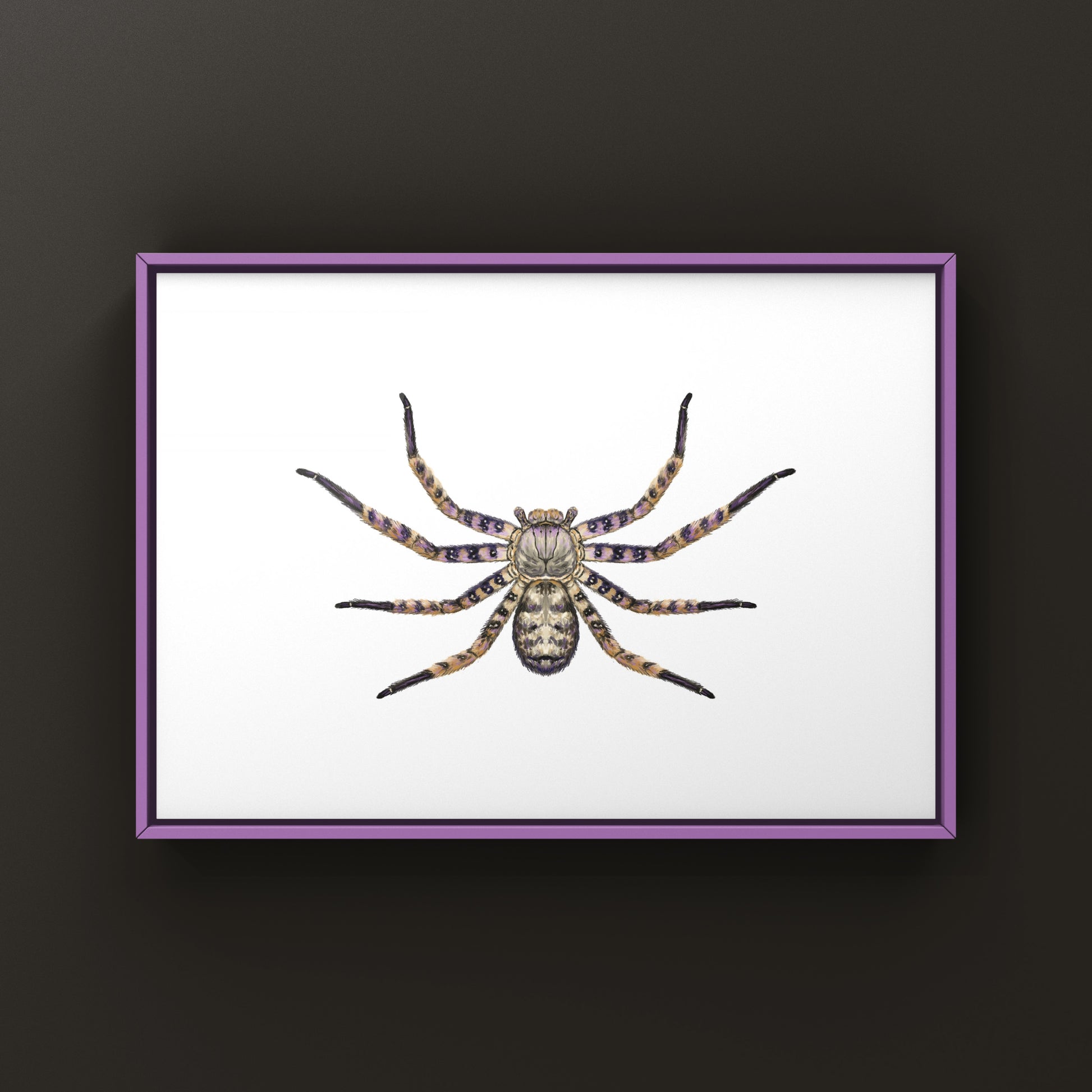 Malaysian Purple Huntsman Spider art print by The Silk Ranch, showcasing a detailed illustration of Heteropoda lunula on textured paper.