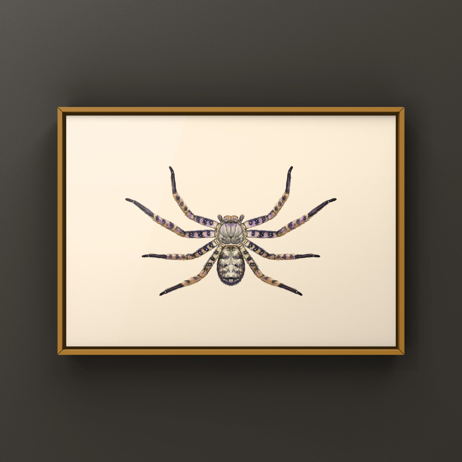 Malaysian Purple Huntsman Spider art print by The Silk Ranch showing detailed purple Heteropoda lunula spider illustration.
