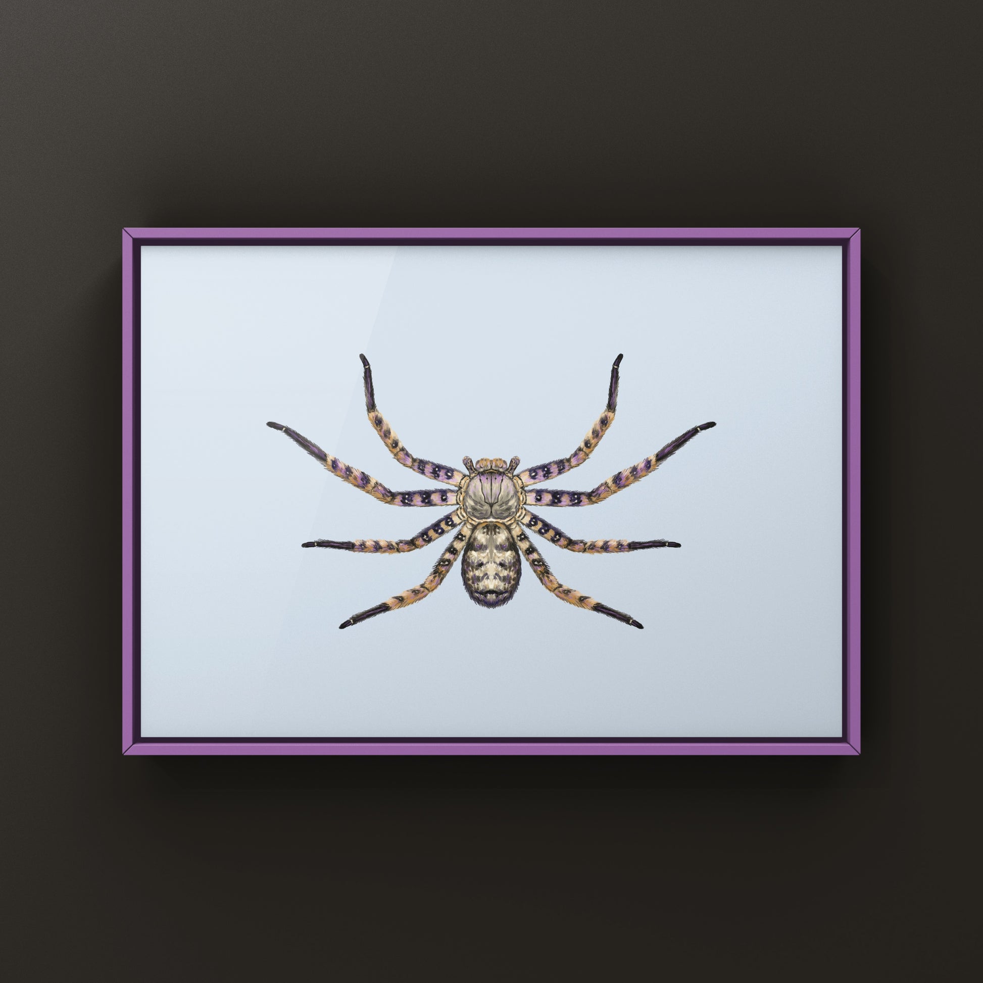 Malaysian Purple Huntsman Spider art print by The Silk Ranch showcasing detailed Heteropoda lunula spider illustration.