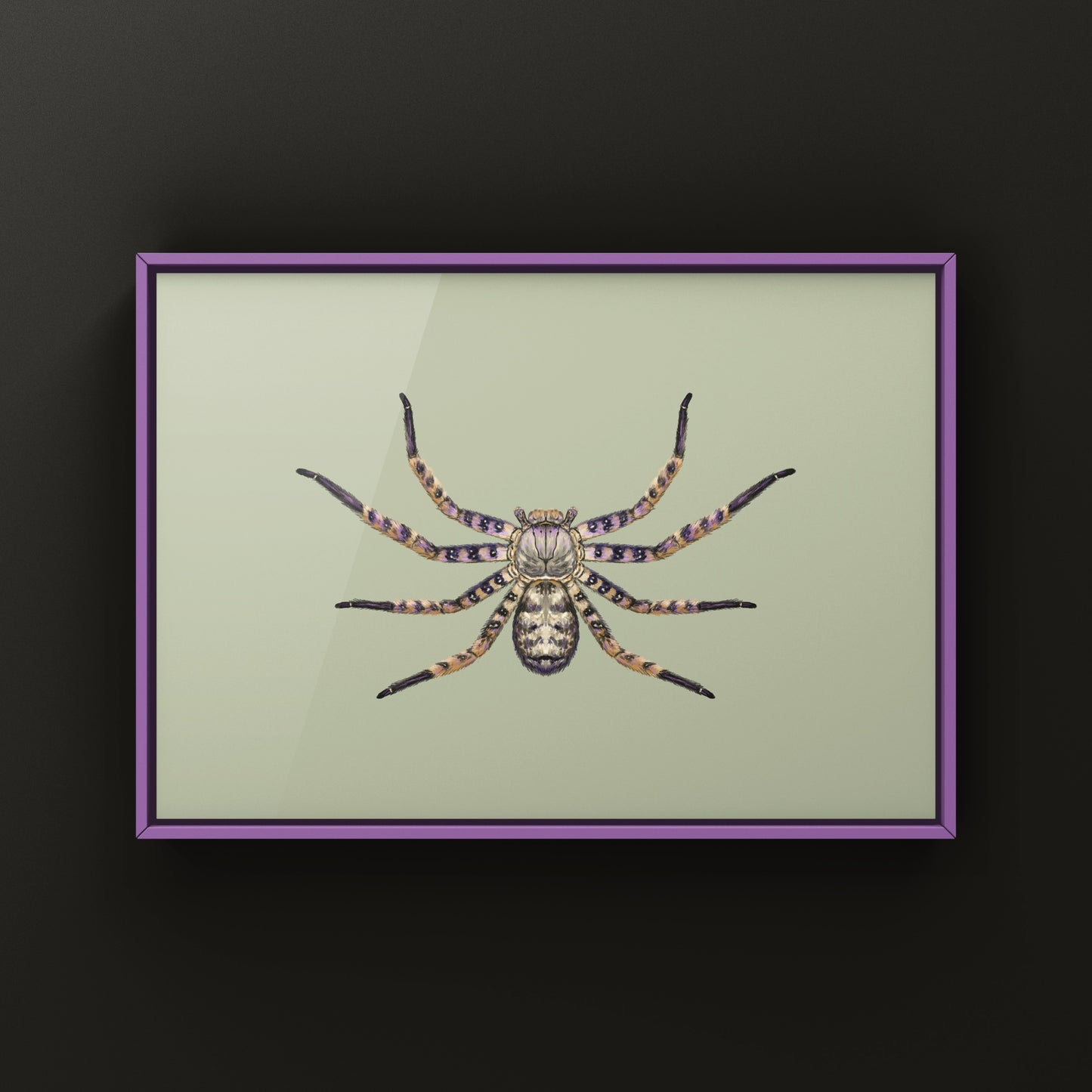 Malaysian Purple Huntsman Spider art print by The Silk Ranch featuring detailed illustration of Heteropoda lunula on white background.
