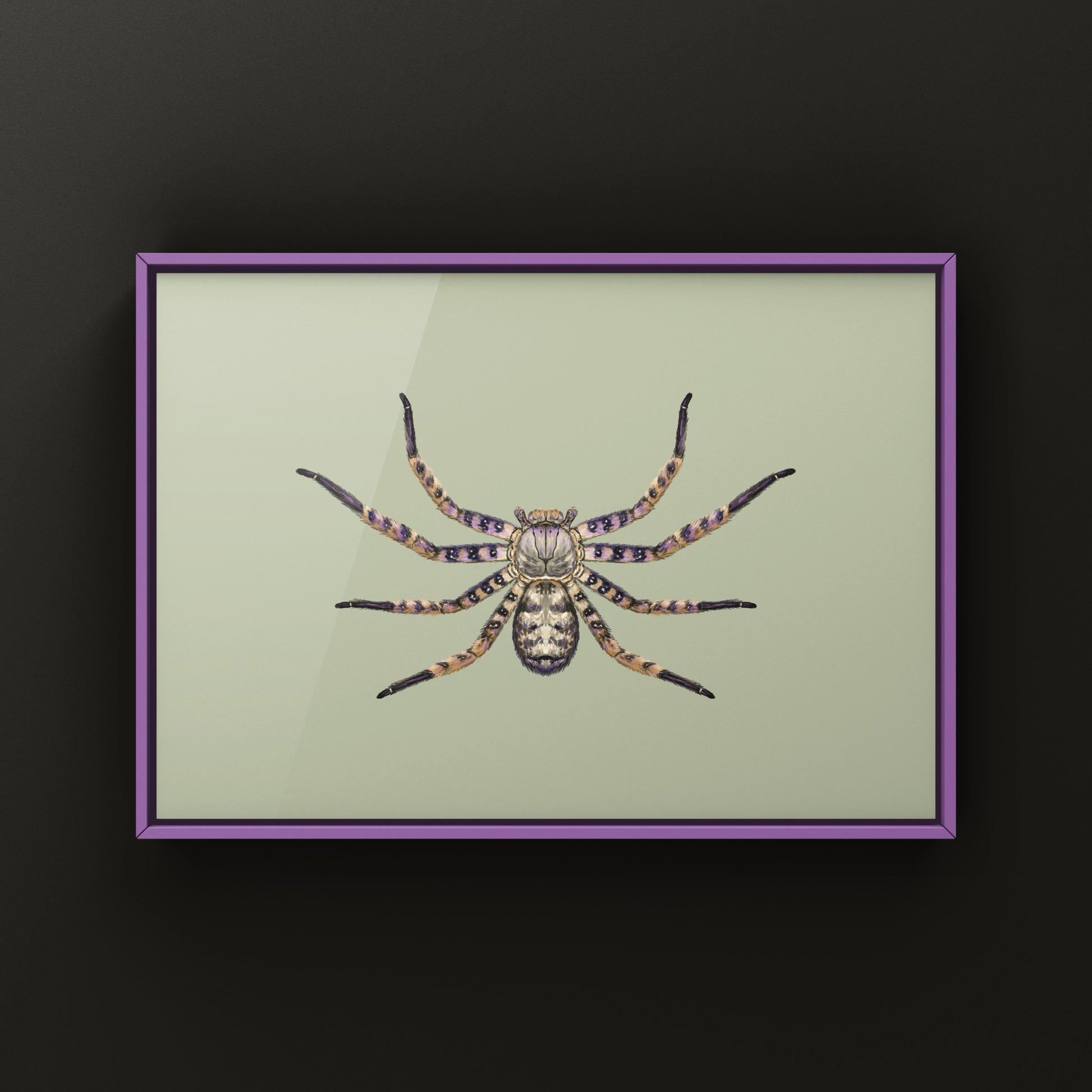 Malaysian Purple Huntsman Spider art print by The Silk Ranch featuring detailed illustration of Heteropoda lunula on white background.