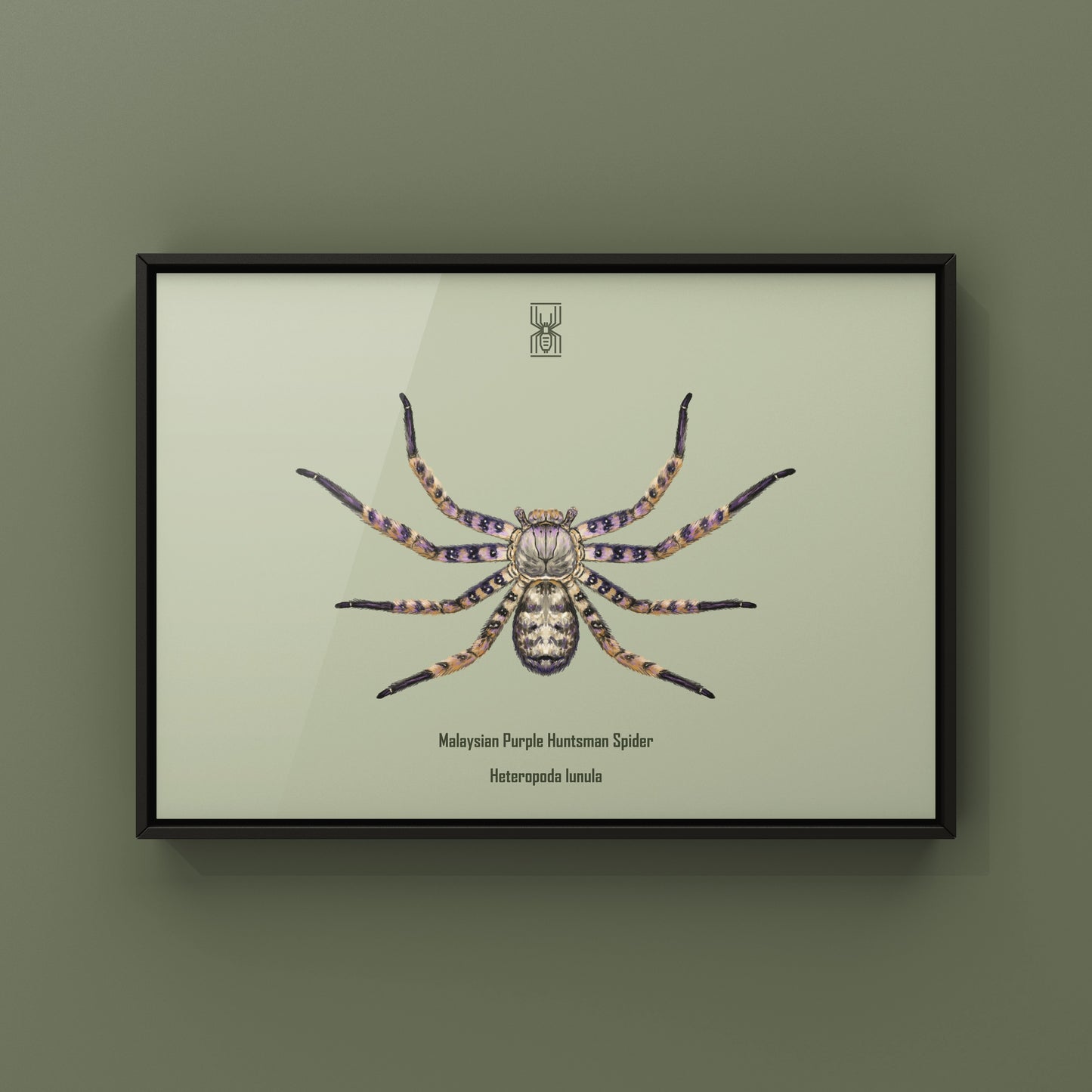 Malaysian Purple Huntsman Spider art print by The Silk Ranch, showcasing detailed purple and brown Huntsman spider illustration.