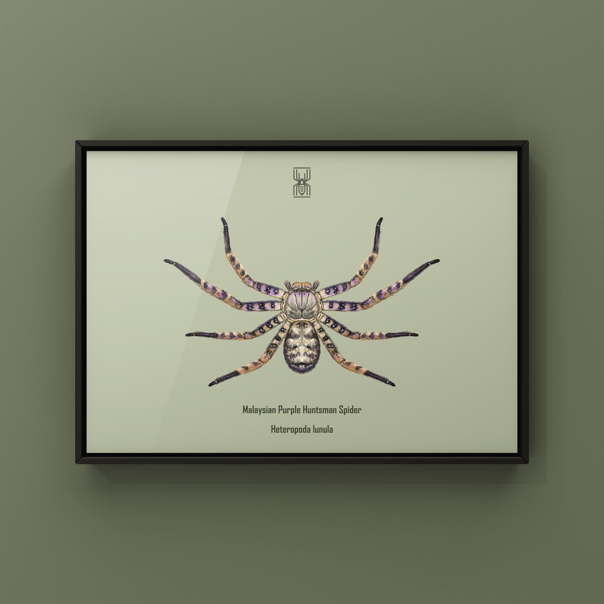 Malaysian Purple Huntsman Spider art print by The Silk Ranch, showcasing detailed purple and brown Huntsman spider illustration.