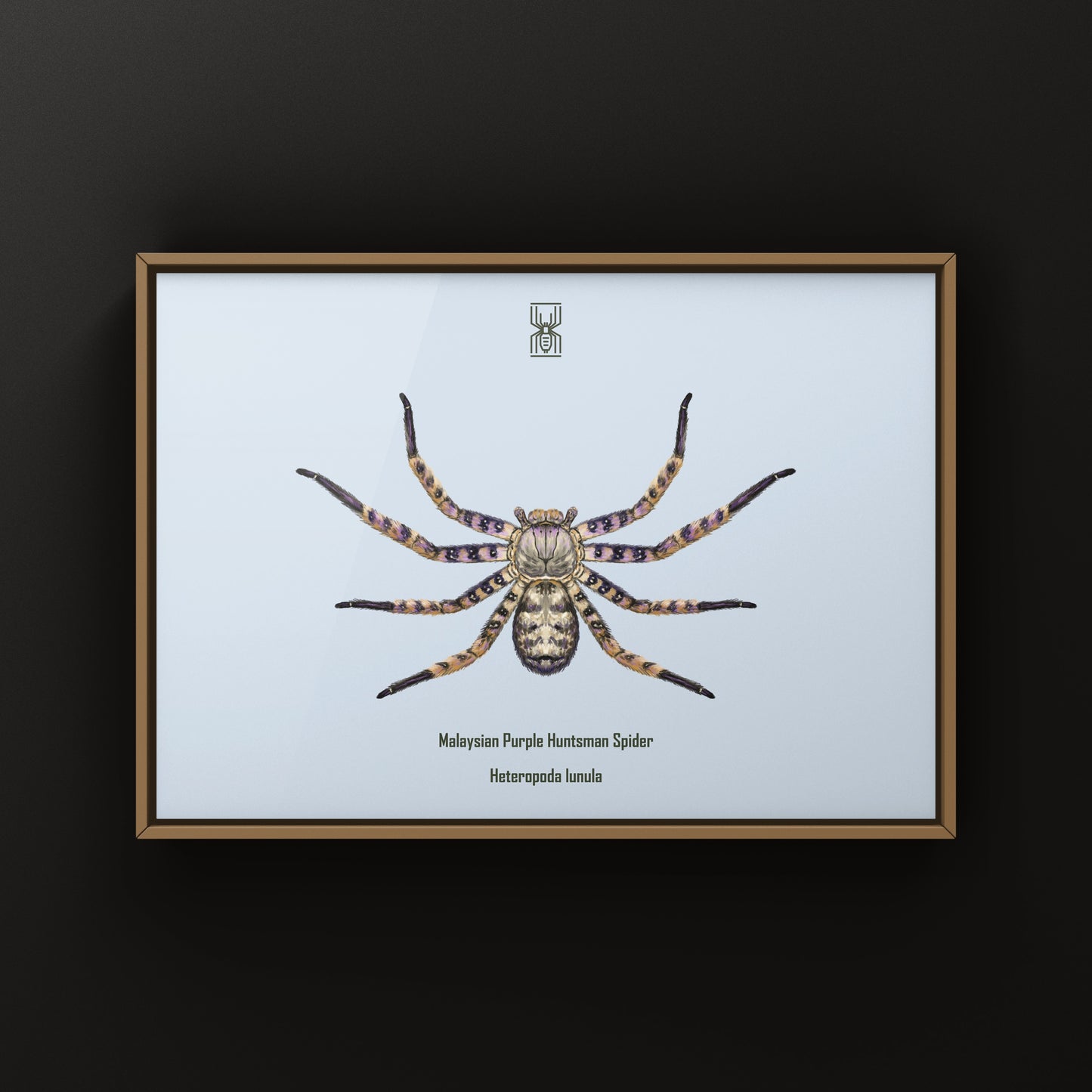Malaysian Purple Huntsman Spider art print by The Silk Ranch featuring detailed illustration of Heteropoda lunula spider.