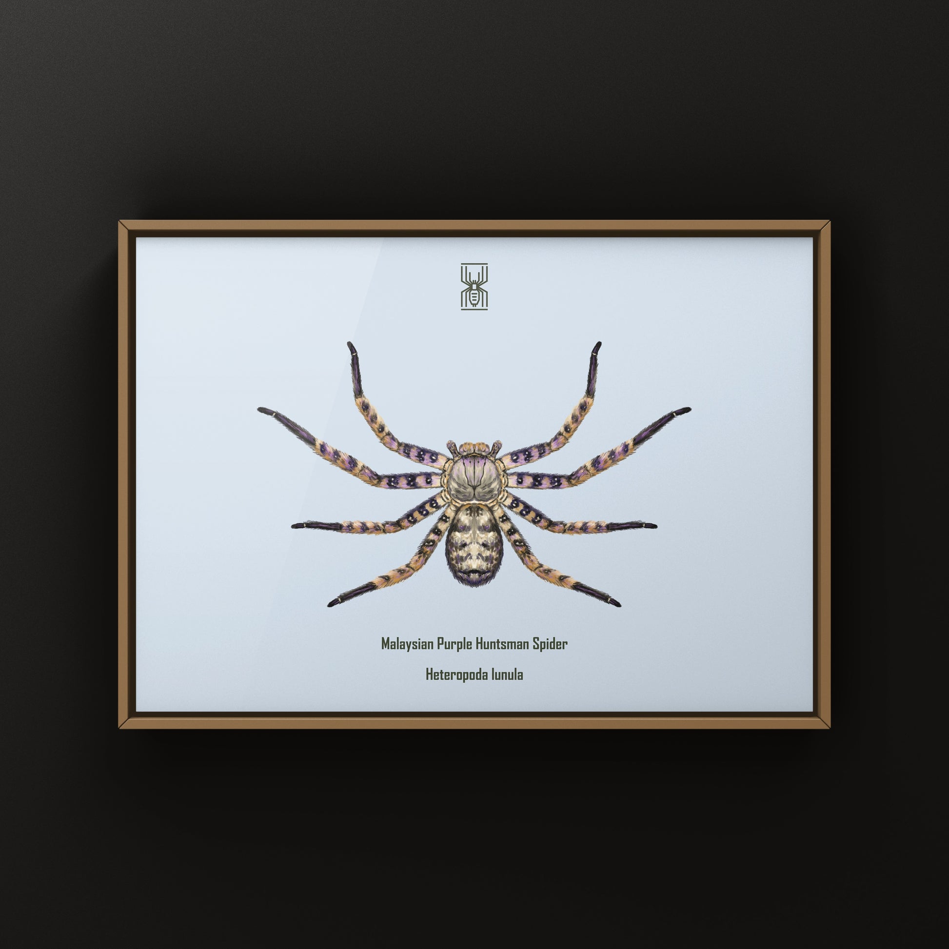 Malaysian Purple Huntsman Spider art print by The Silk Ranch featuring detailed illustration of Heteropoda lunula spider.