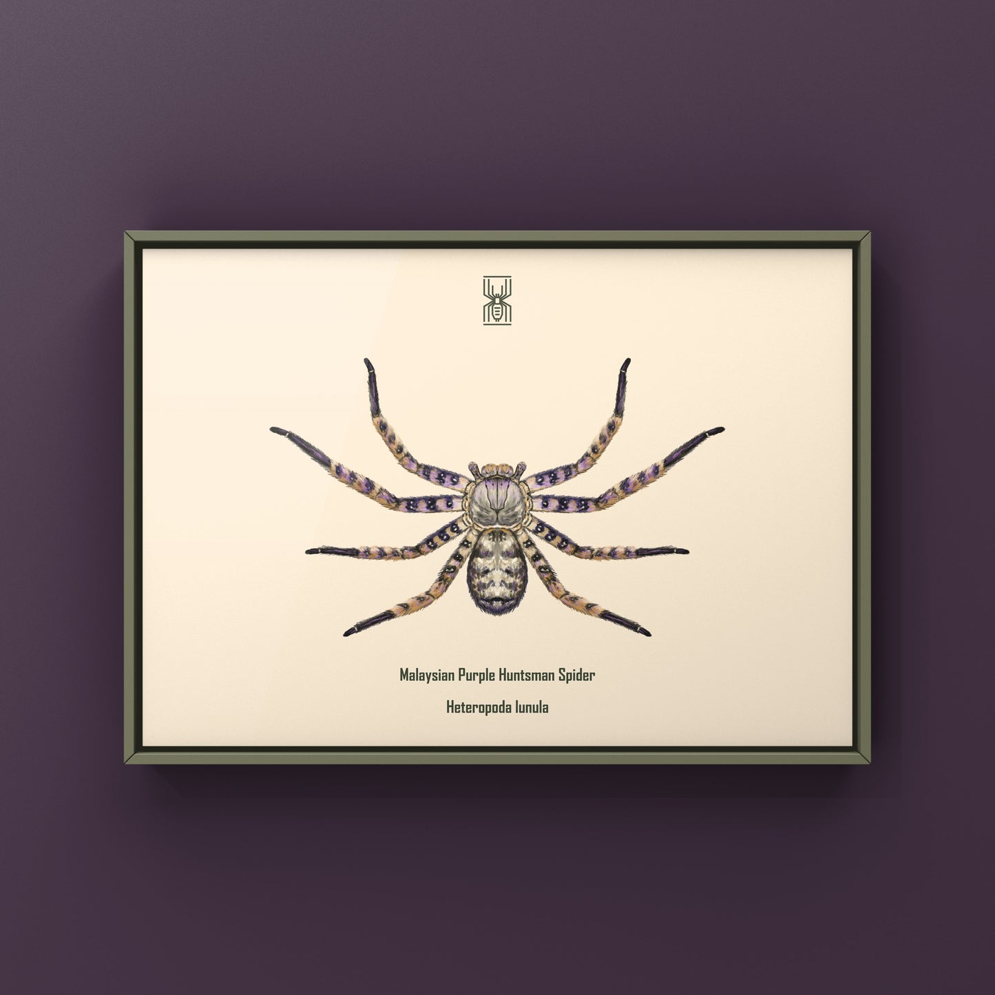 Malaysian Purple Huntsman Spider art print by The Silk Ranch showing detailed purple and brown huntsman spider illustration.