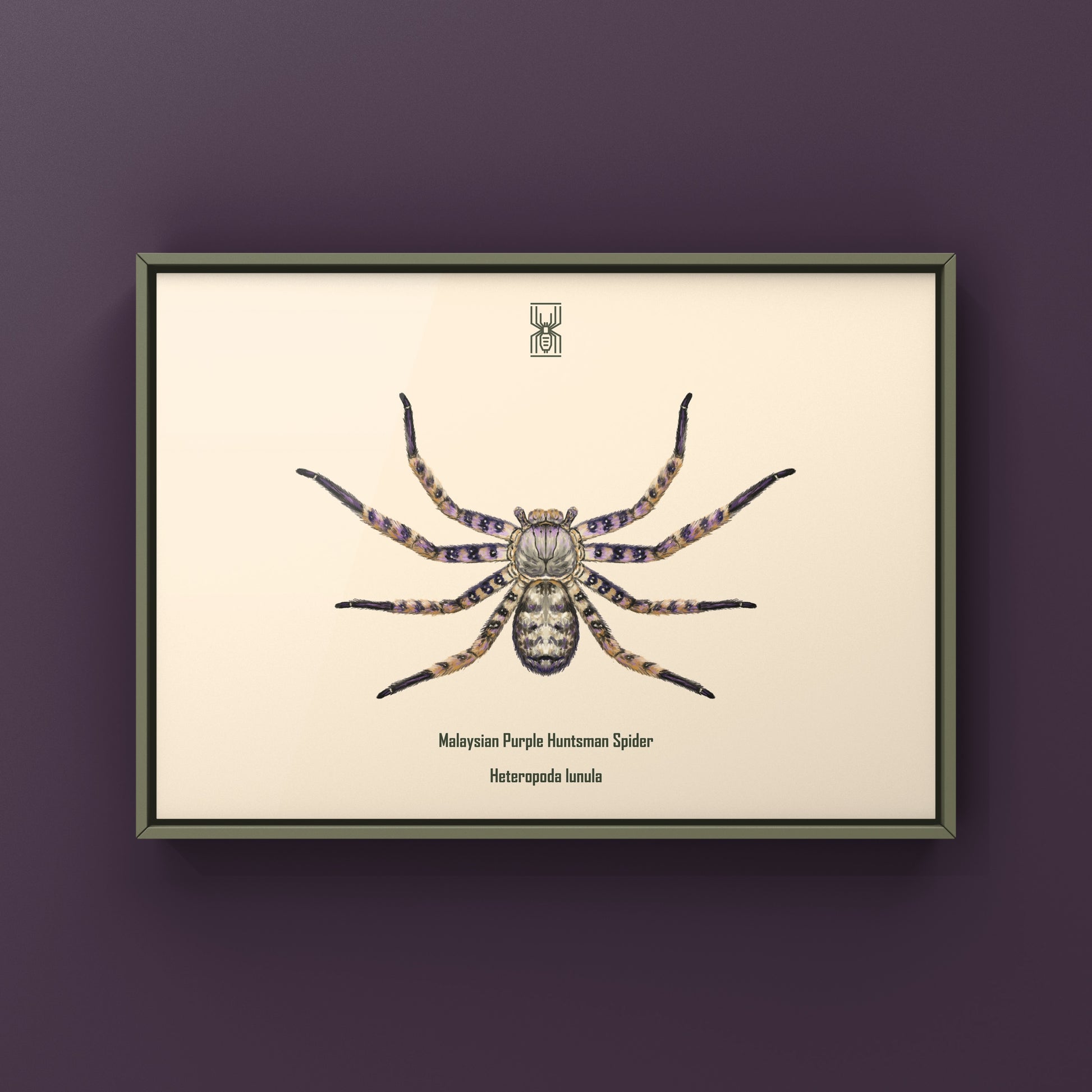 Malaysian Purple Huntsman Spider art print by The Silk Ranch showing detailed purple and brown huntsman spider illustration.