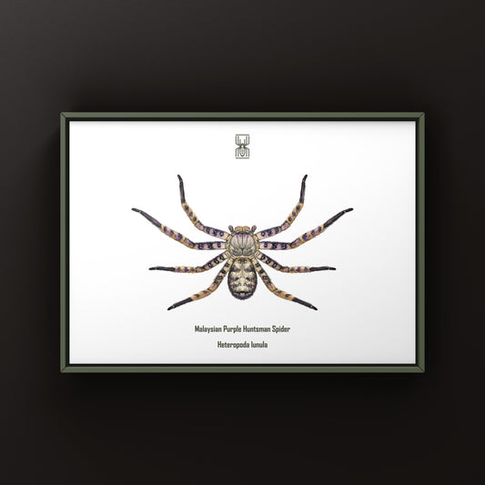 Malaysian Purple Huntsman Spider Art Print (Heteropoda lunula) from The Silk Ranch