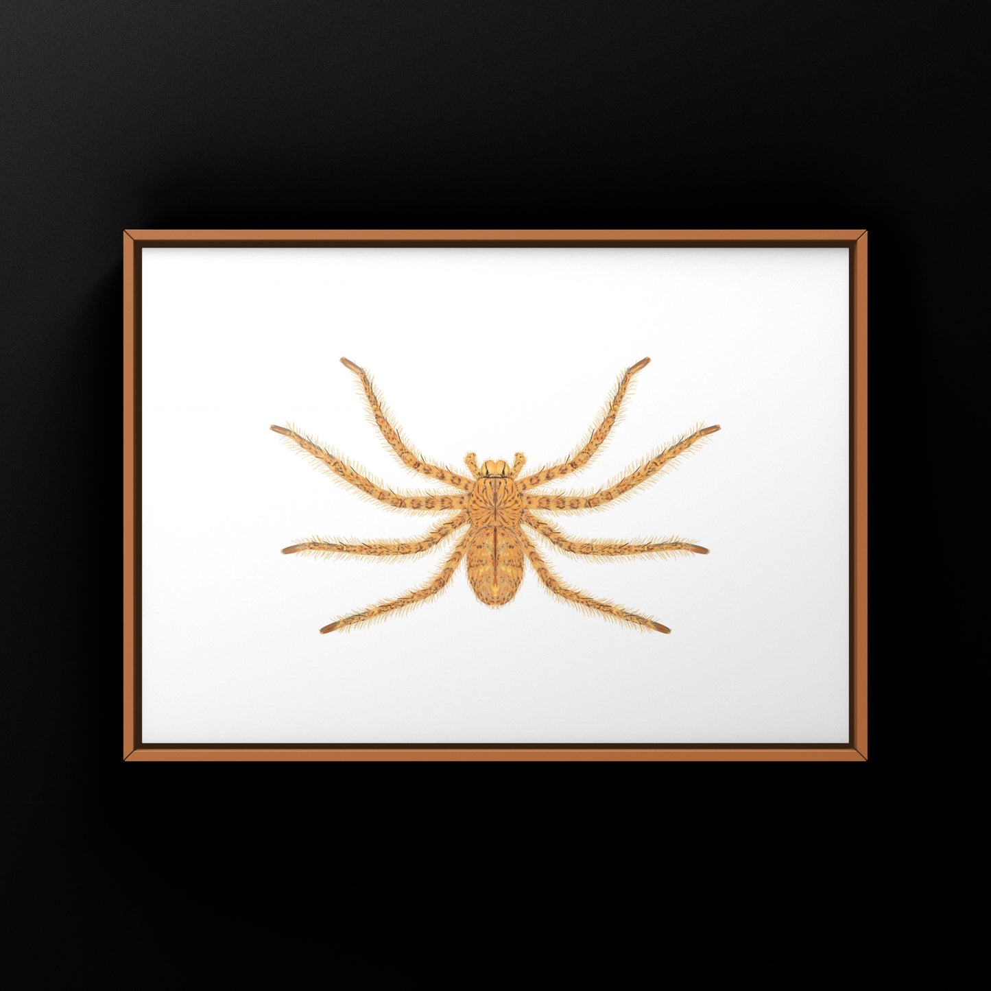 David Bowie Huntsman Spider art print by The Silk Ranch showing a detailed illustration of the Heteropoda davidbowie spider.