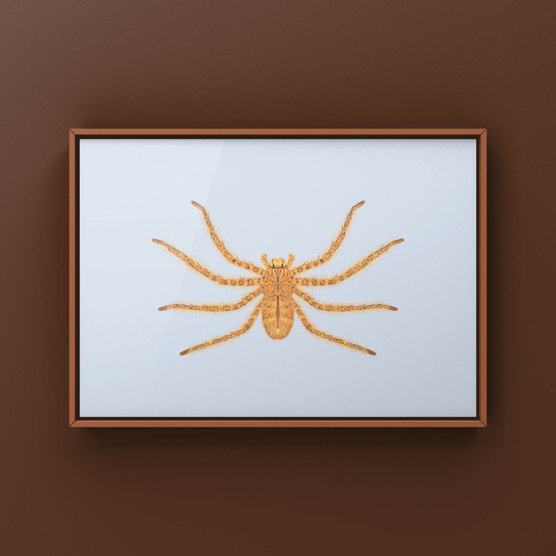 David Bowie Huntsman Spider art print by The Silk Ranch showing detailed illustration of Heteropoda davidbowie on white background.