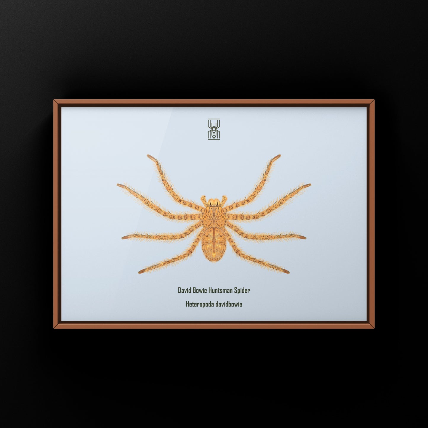 David Bowie Huntsman Spider art print by The Silk Ranch, featuring a detailed illustration of the Heteropoda davidbowie spider.