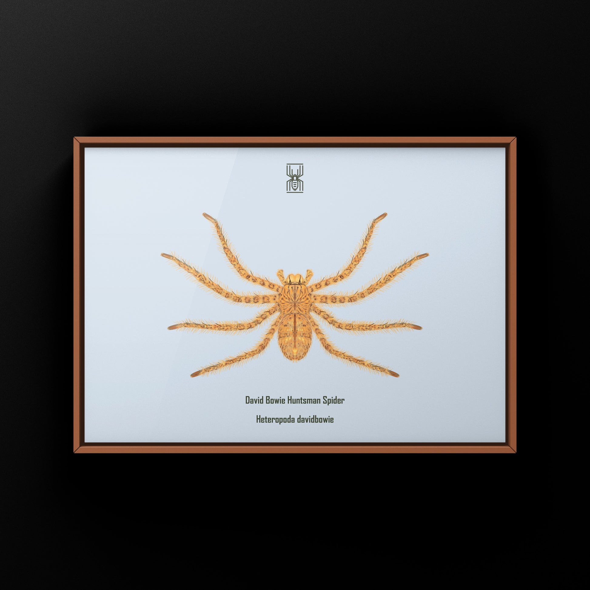 David Bowie Huntsman Spider art print by The Silk Ranch, featuring a detailed illustration of the Heteropoda davidbowie spider.
